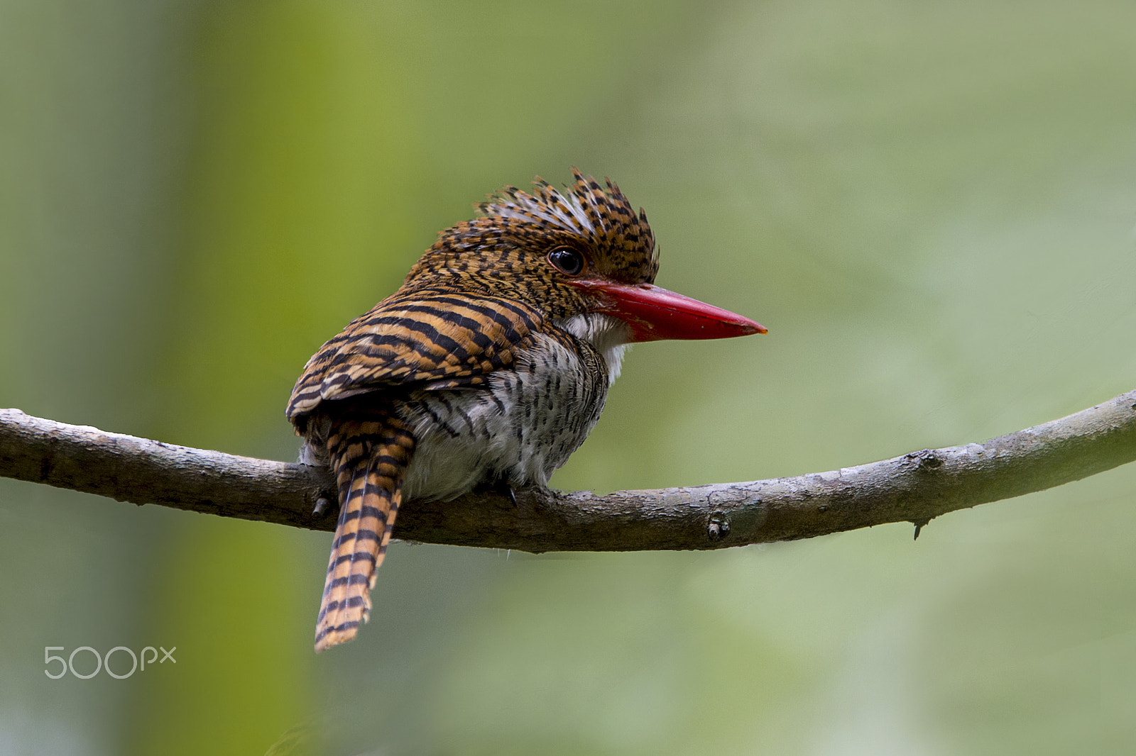 Nikon AF-S Nikkor 600mm F4E FL ED VR sample photo. Banded kingfisher (f) photography