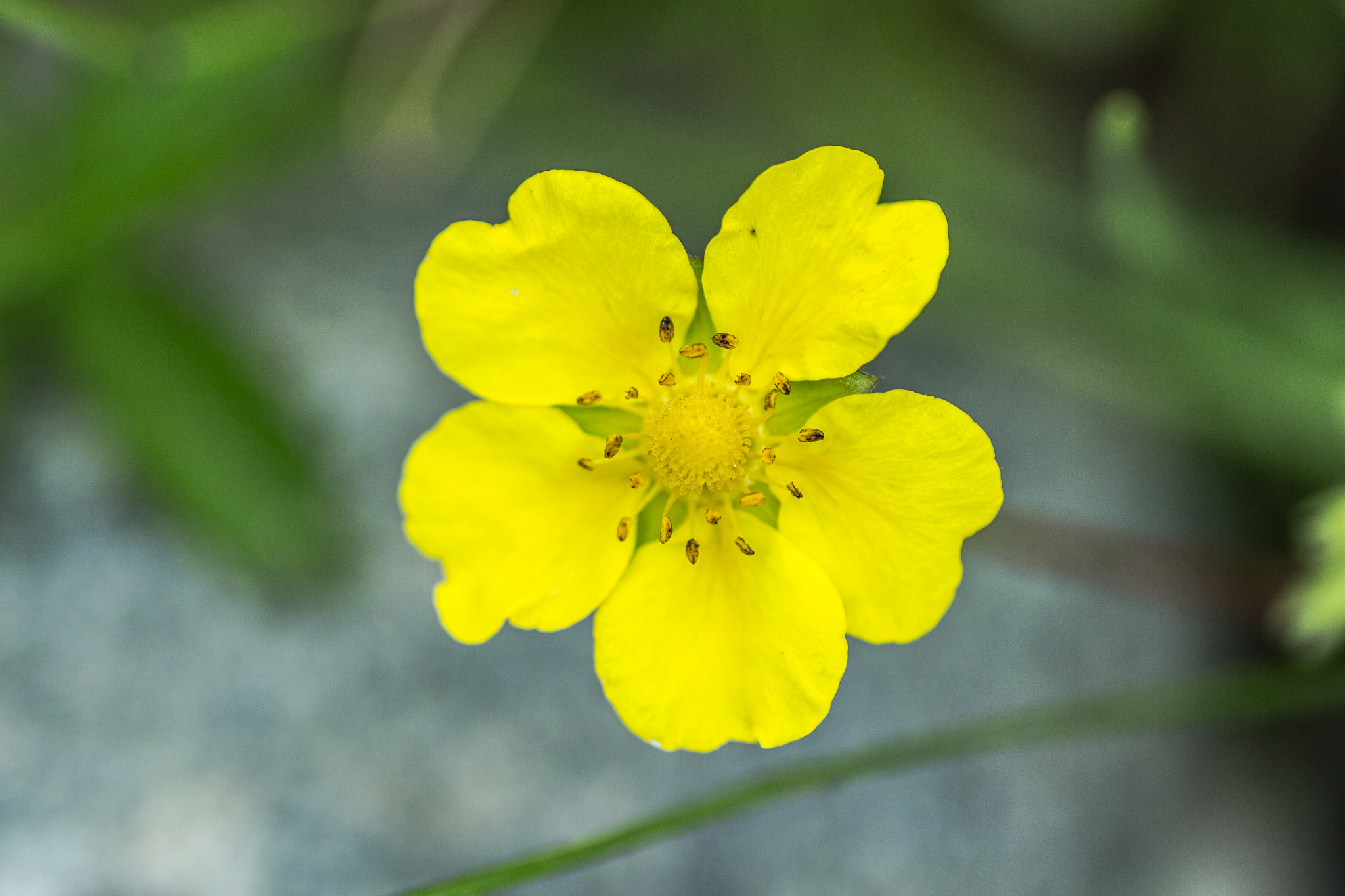 Canon EOS 700D (EOS Rebel T5i / EOS Kiss X7i) + Tamron SP AF 90mm F2.8 Di Macro sample photo. Yellow flower photography