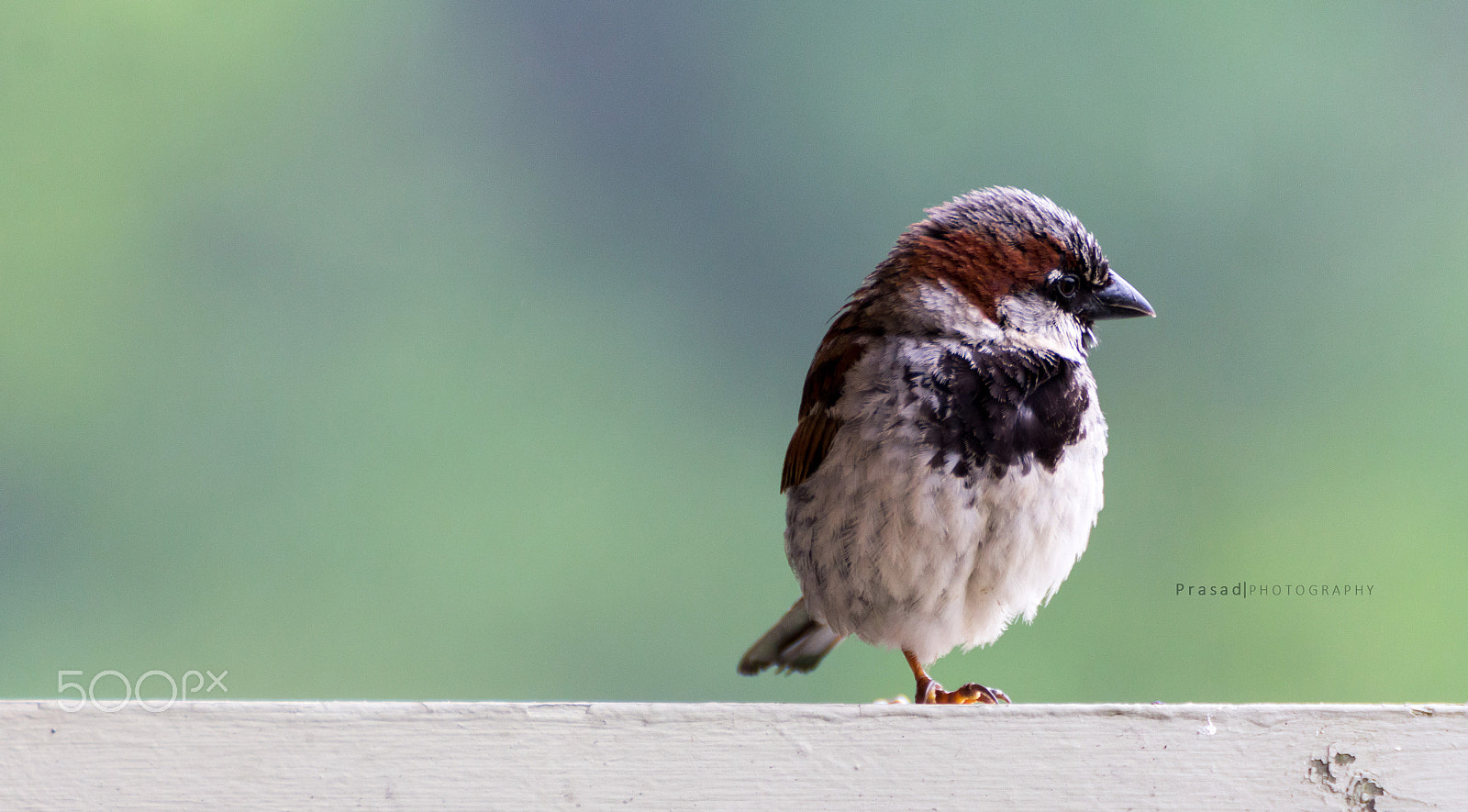Tamron SP 35mm F1.8 Di VC USD sample photo. Sparrow photography