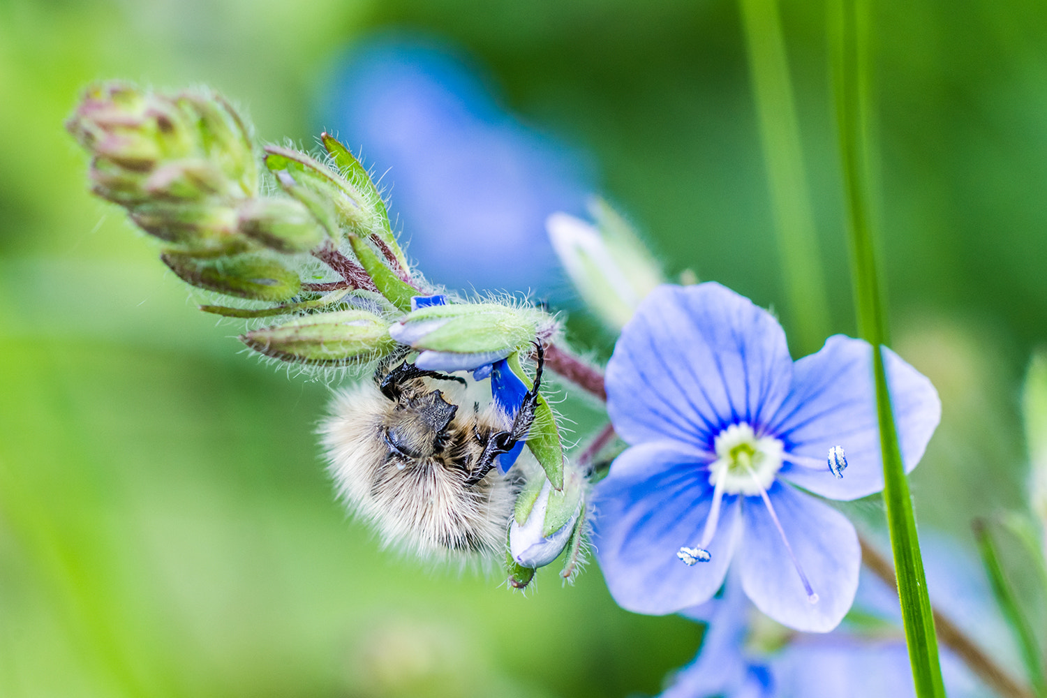 Sony a99 II + Sony 100mm F2.8 Macro sample photo. * photography