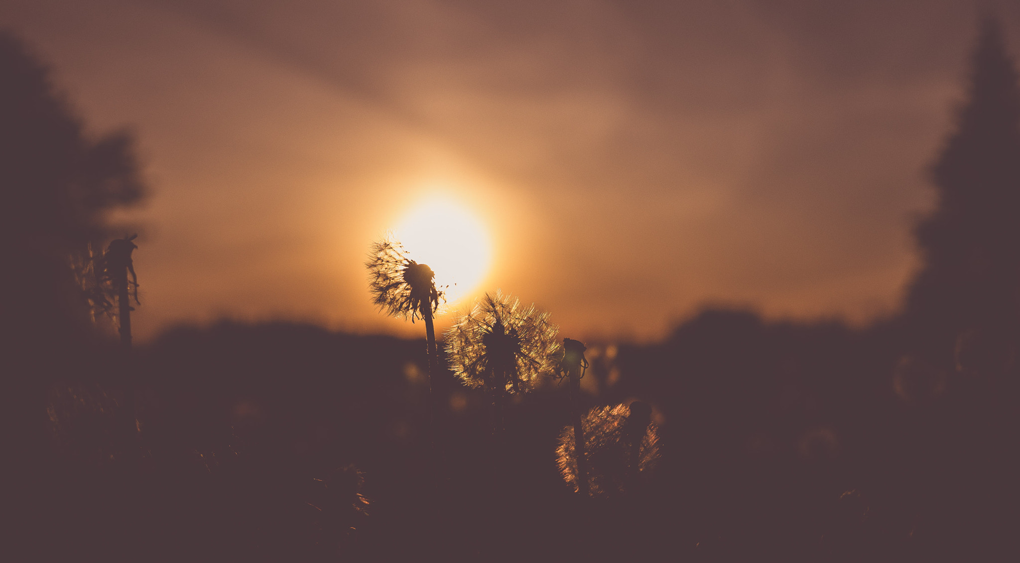 Panasonic Lumix G X Vario 12-35mm F2.8 ASPH Power OIS sample photo. Sunset in the field photography