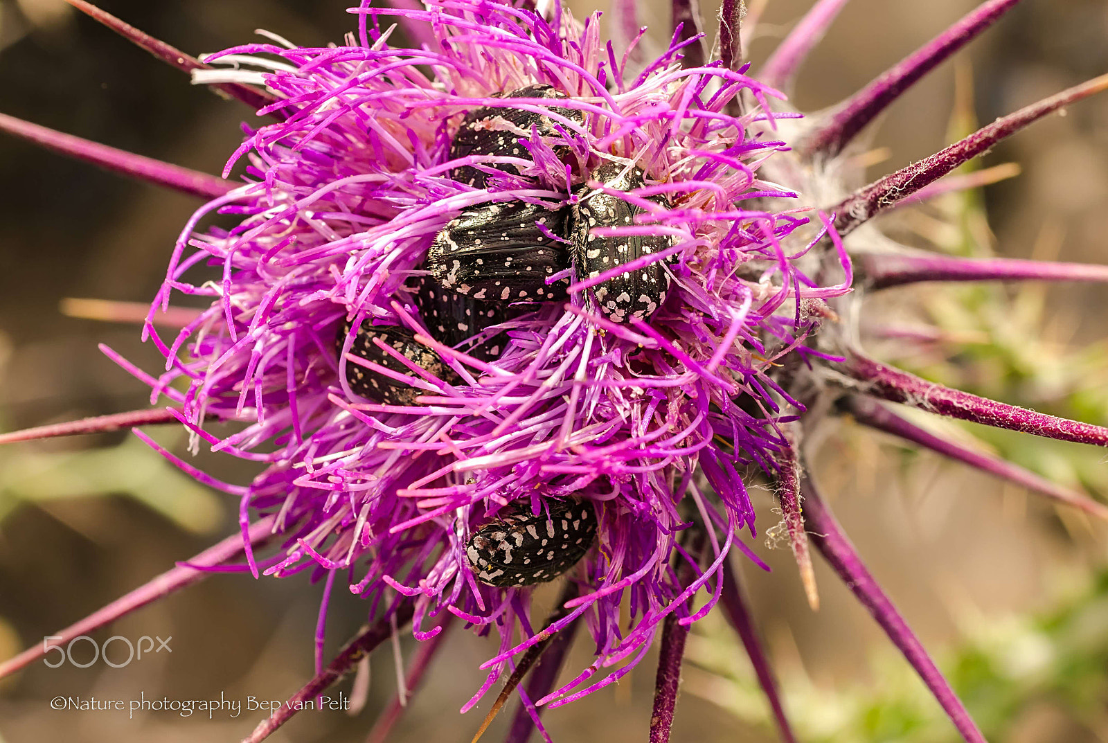 Nikon D7000 + Sigma 50mm F2.8 EX DG Macro sample photo. Heavily occupied with chafer beetles photography