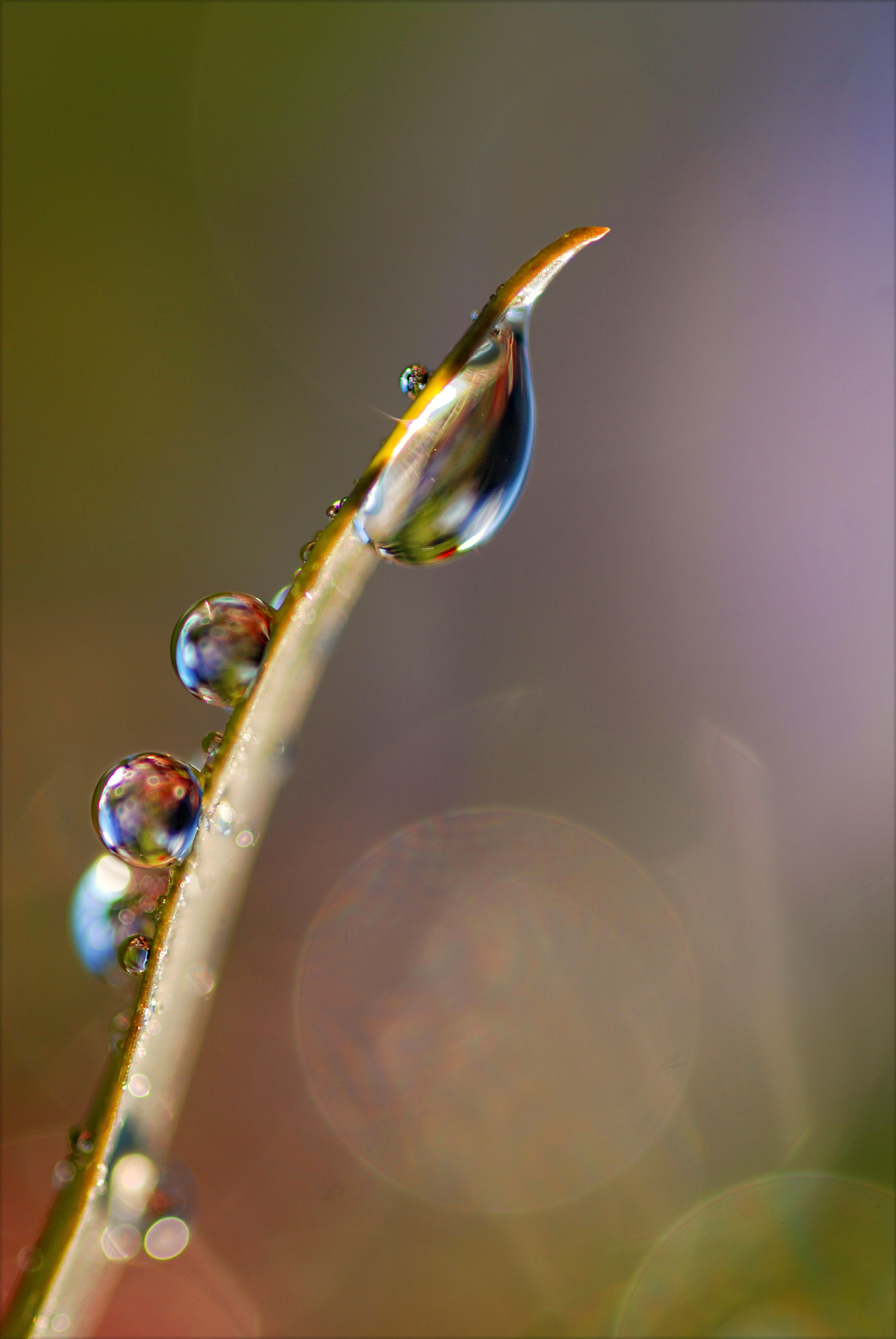 Nikon D80 + Sigma 105mm F2.8 EX DG Macro sample photo. ~ spirit of nature ~ photography