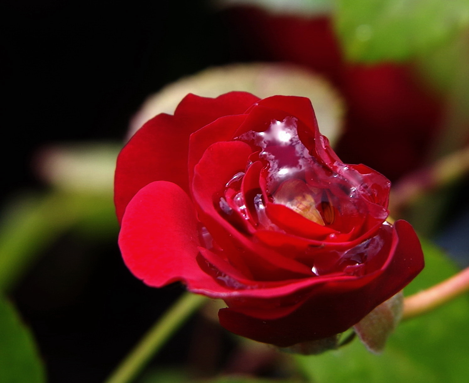 Tamron AF 28-75mm F2.8 XR Di LD Aspherical (IF) sample photo. Piece of heaven in reflection photography