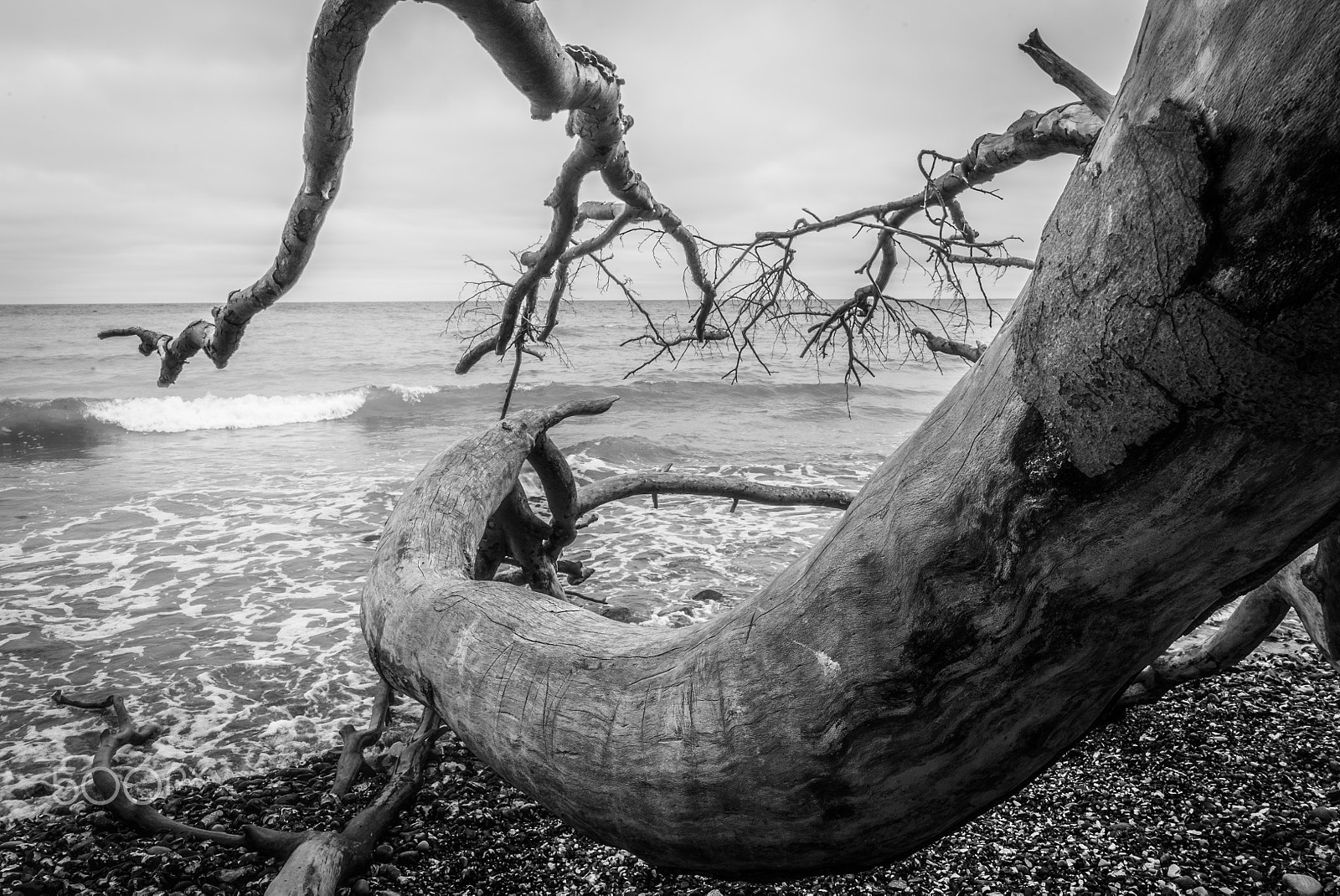 Sony FE 28mm F2 sample photo. Batlictree photography