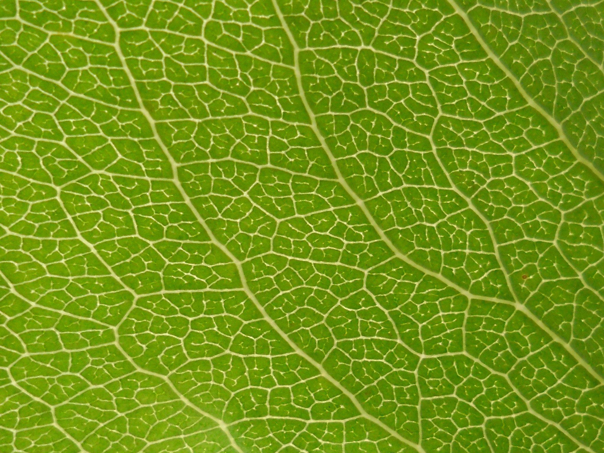 Samsung ES30/VLUU ES30 sample photo