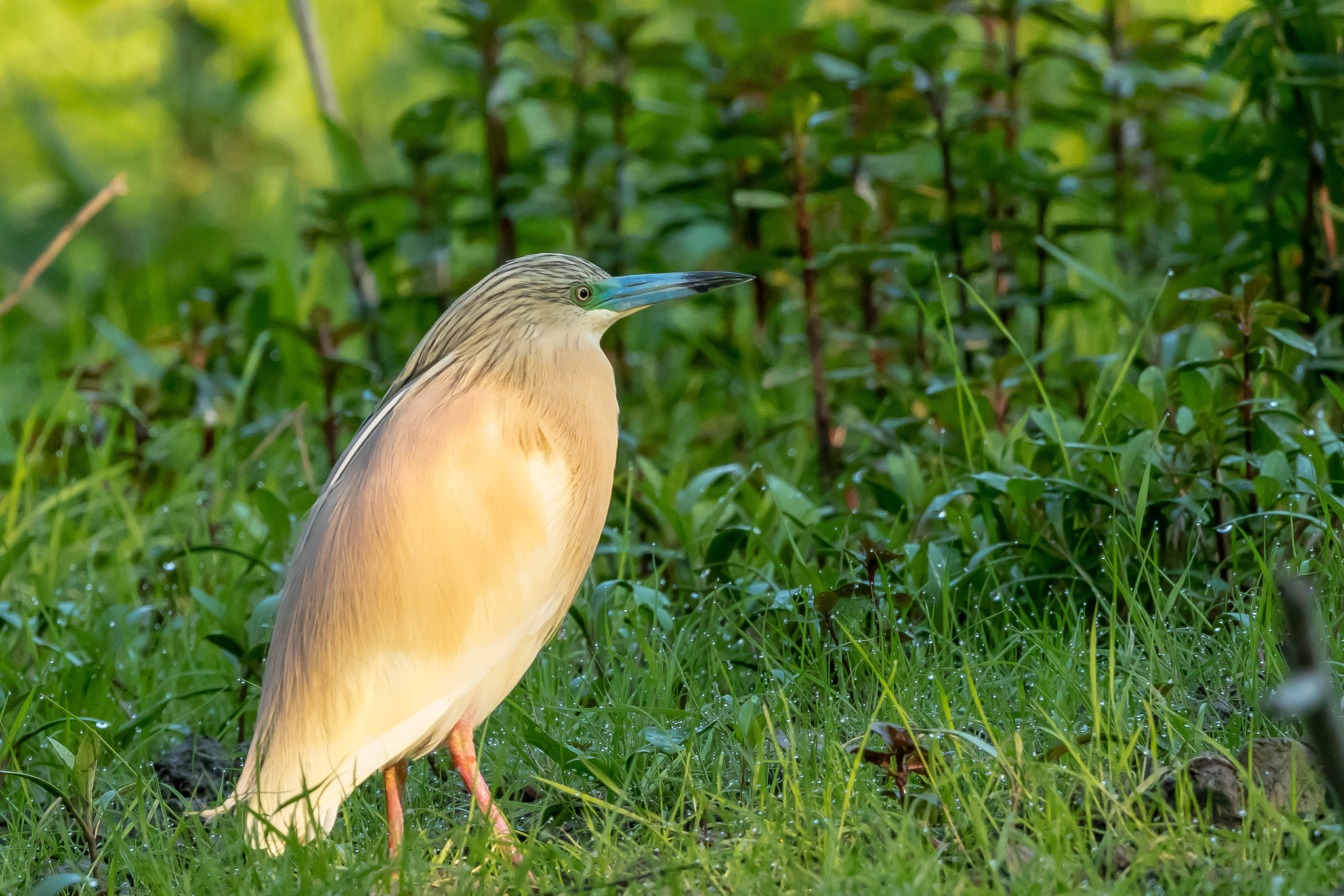 Sigma 150-600mm F5-6.3 DG OS HSM | S sample photo. Into the morning dew photography