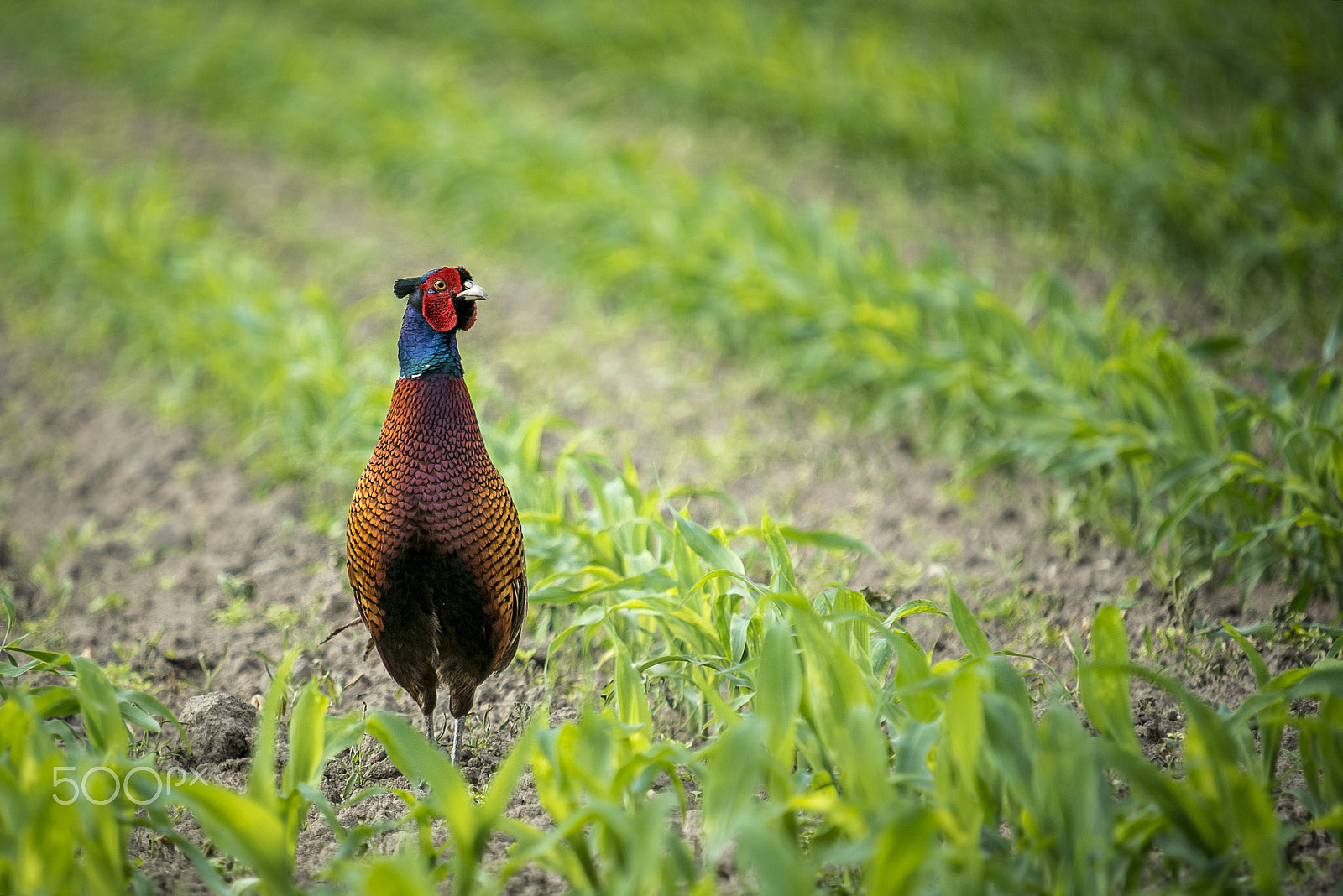 Sigma 50-500mm F4-6.3 EX APO RF HSM sample photo. Pheasant photography