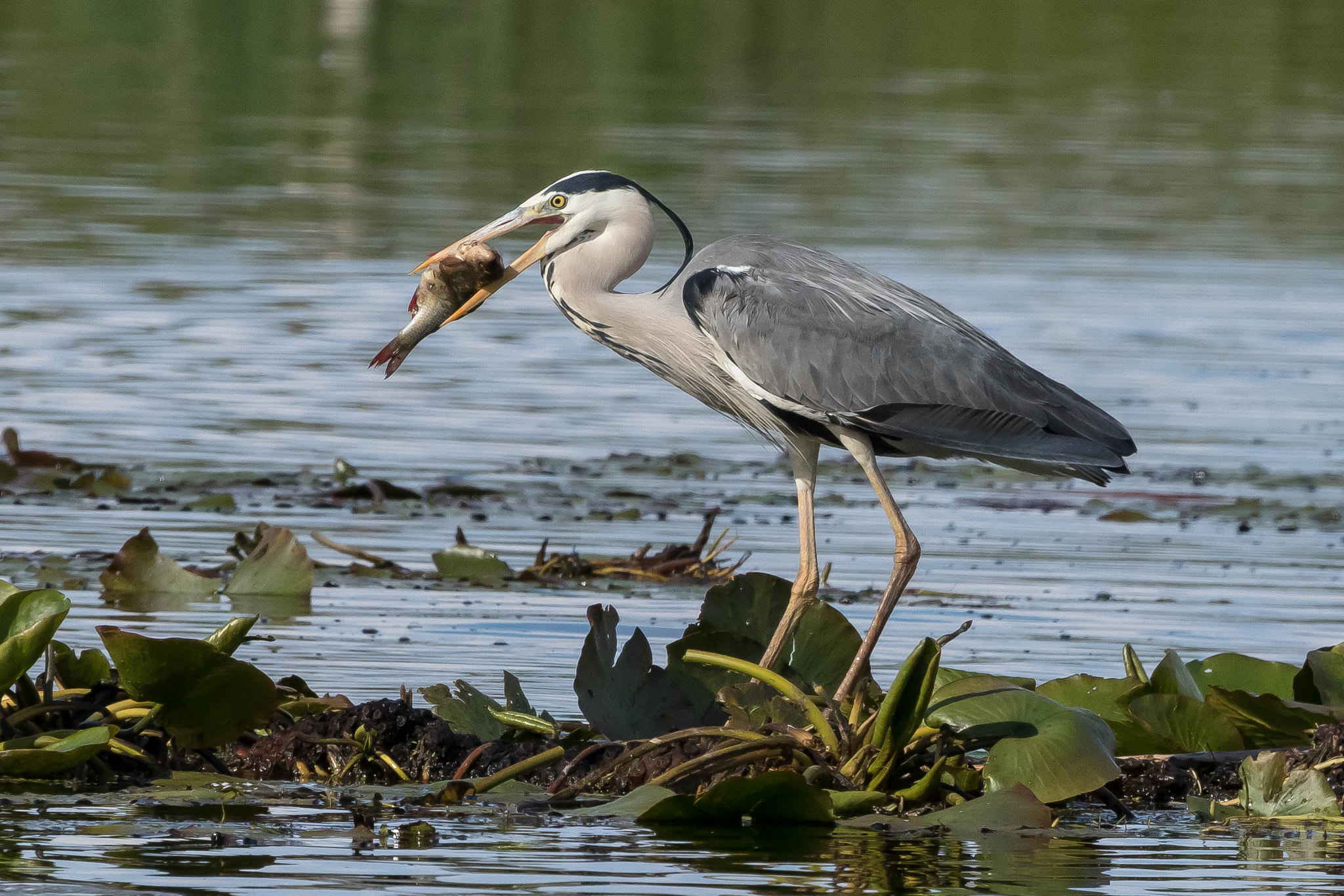 Sigma 150-600mm F5-6.3 DG OS HSM | S sample photo. Fast food photography