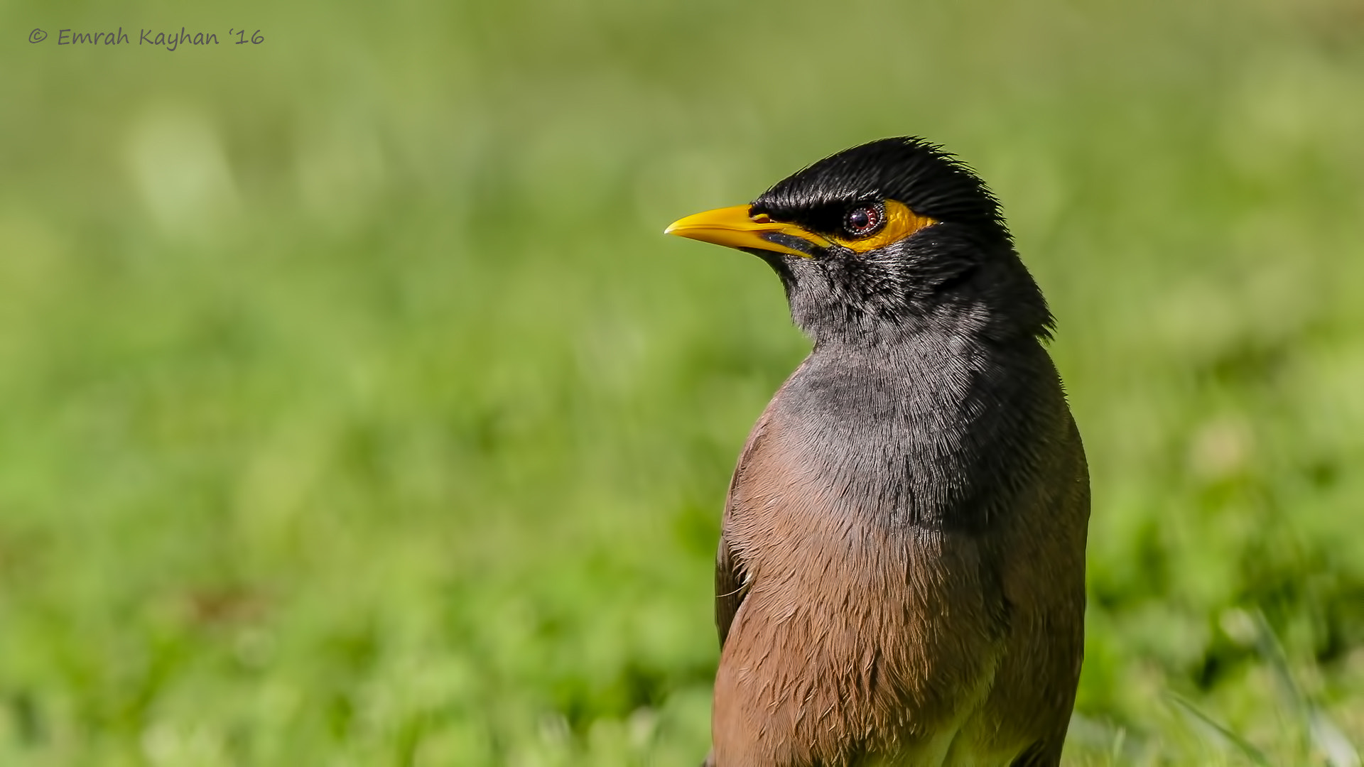 Canon EOS 7D + Canon EF 400mm F5.6L USM sample photo. Acridotheres tristis photography