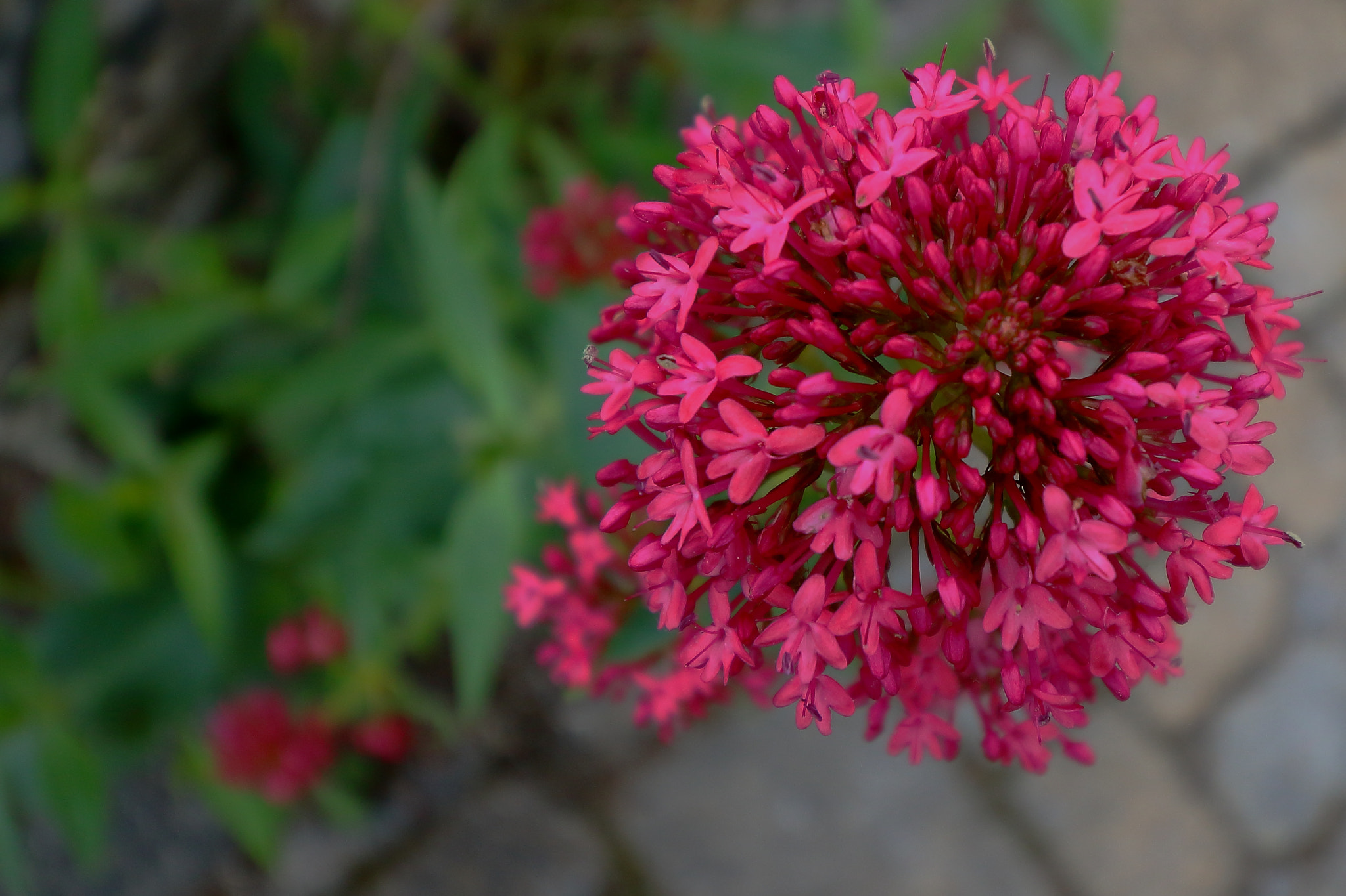 Canon EF-S 10-18mm F4.5–5.6 IS STM sample photo. Pink photography