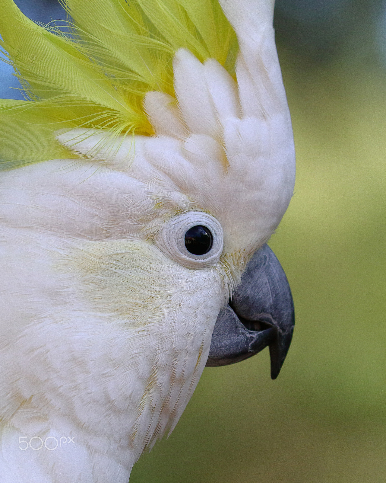 Canon EF 100-400mm F4.5-5.6L IS II USM sample photo. Sulphur crested cockatoo photography