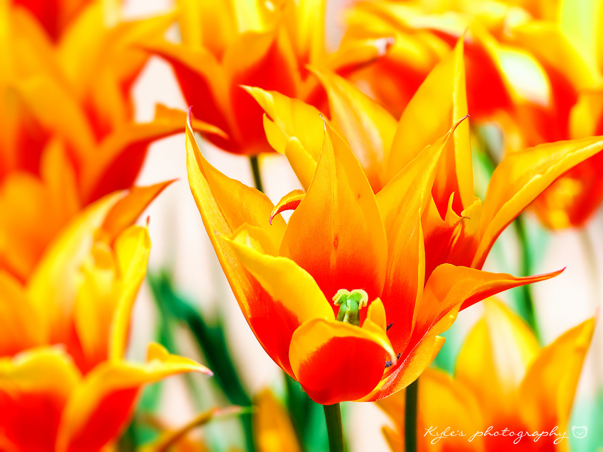 Sigma 150mm F2.8 EX DG Macro HSM sample photo. Tulip photography