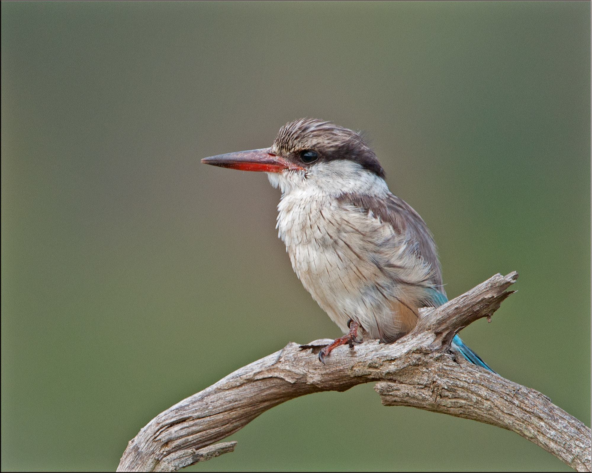 Nikon AF-S Nikkor 400mm F2.8G ED VR II sample photo. Striped kingfisher photography