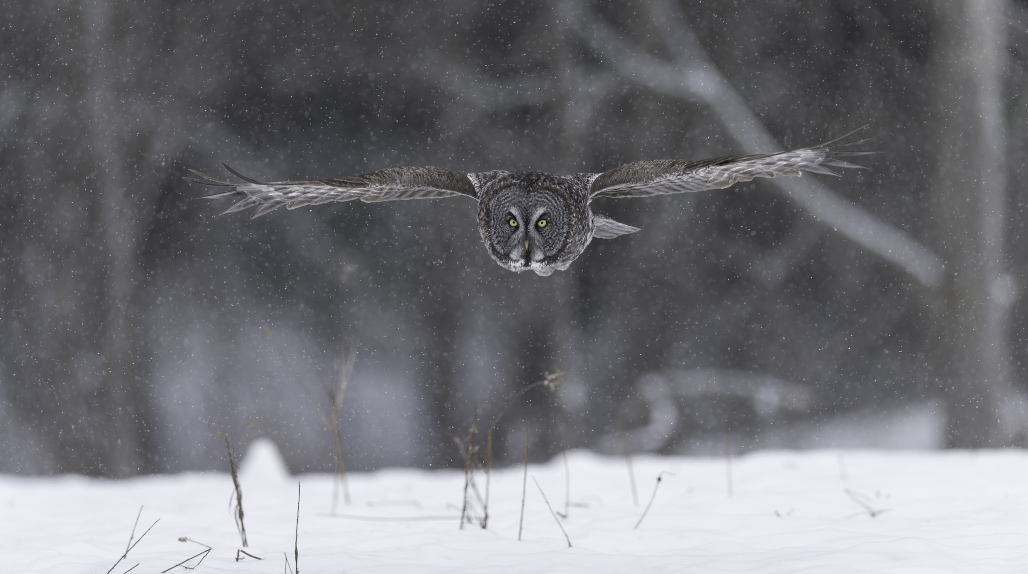 Nikon AF-S Nikkor 400mm F2.8G ED VR II sample photo. Coming in hot... photography