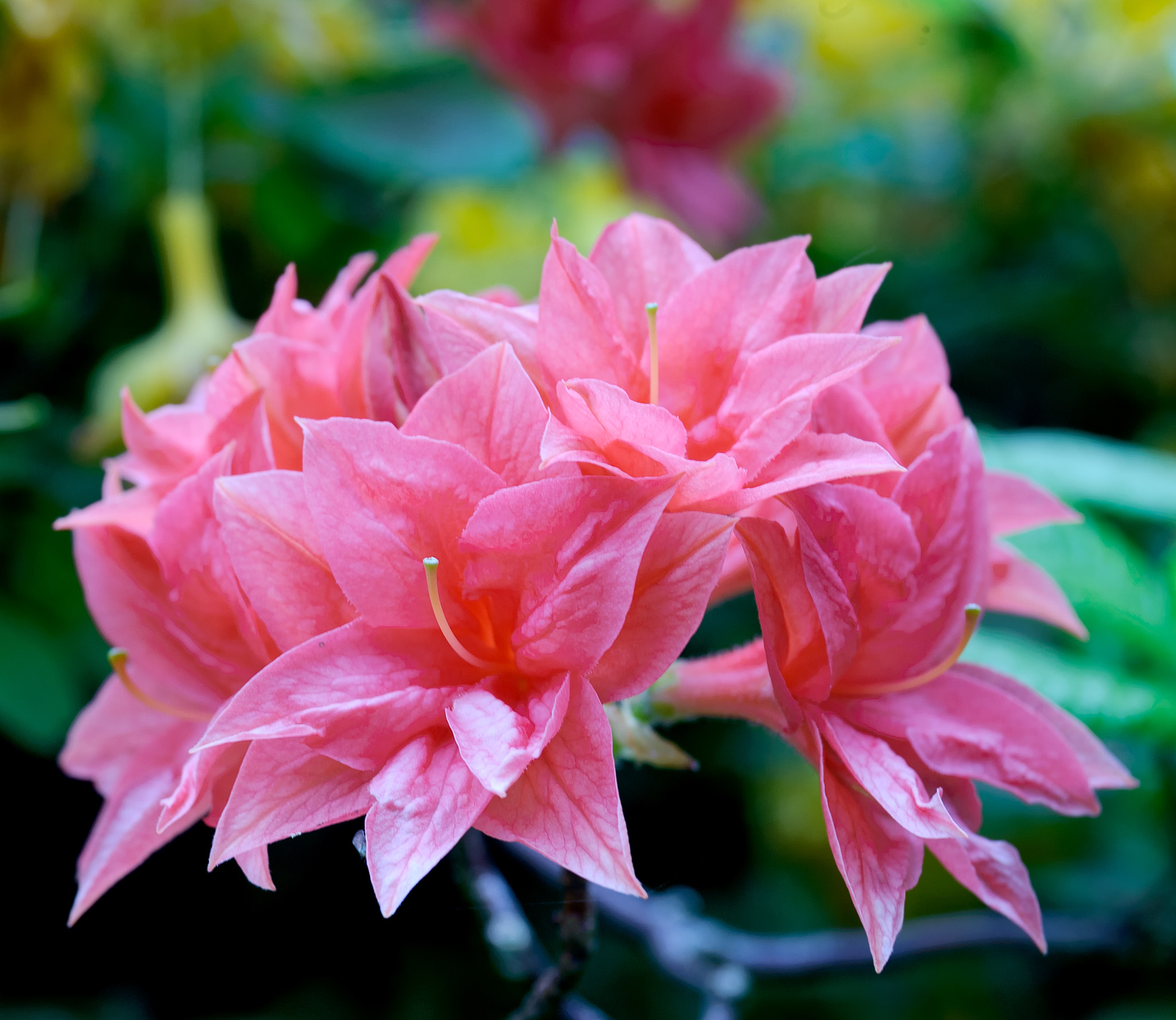 AF Zoom-Nikkor 28-80mm f/3.3-5.6G sample photo. . photography