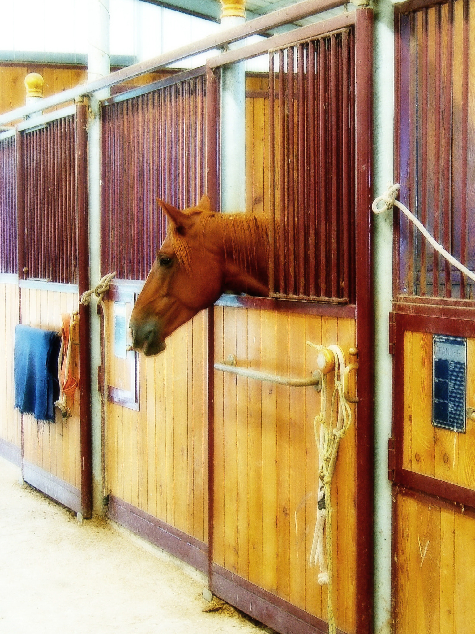 Fujifilm FinePix E550 sample photo. Animalfriends photography