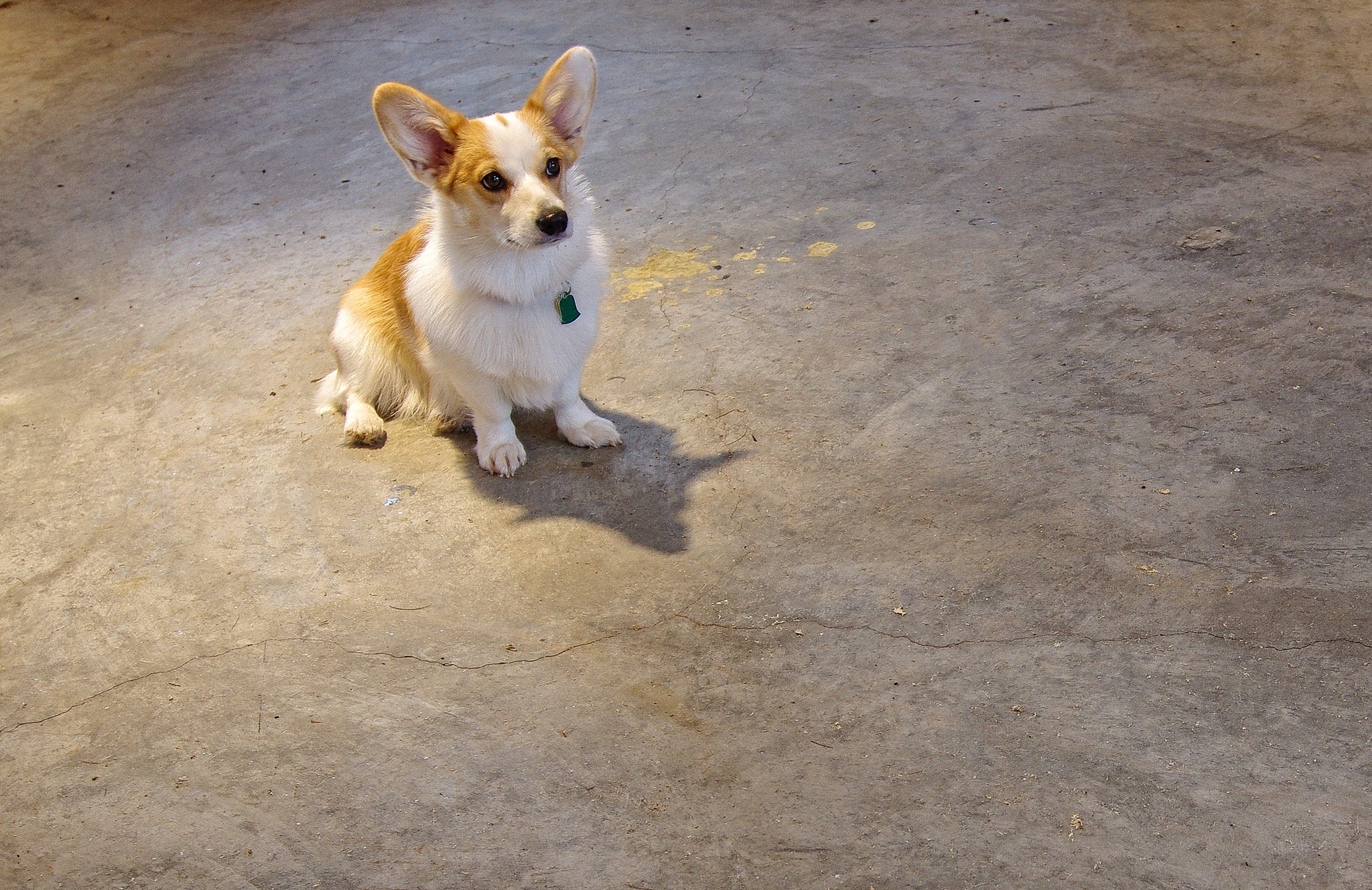 Pentax K-5 IIs + Pentax smc DA 12-24mm F4.0 ED AL (IF) sample photo. Animalfriends photography