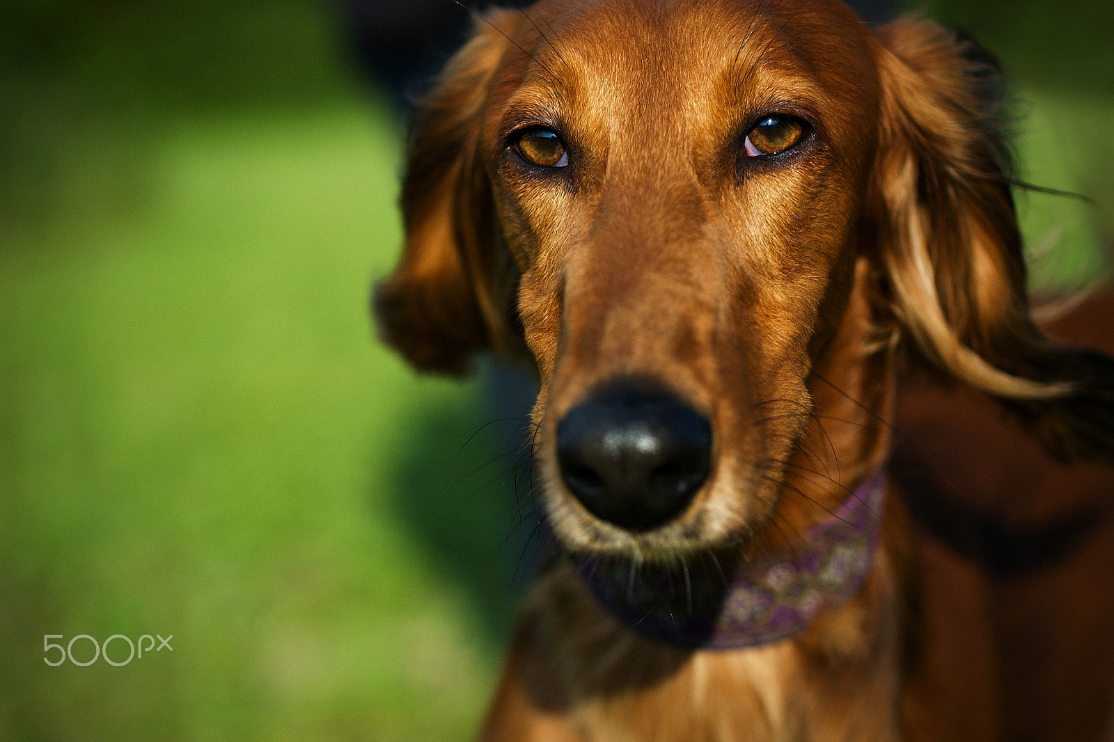 Nikon D70 sample photo. Saluki iii photography