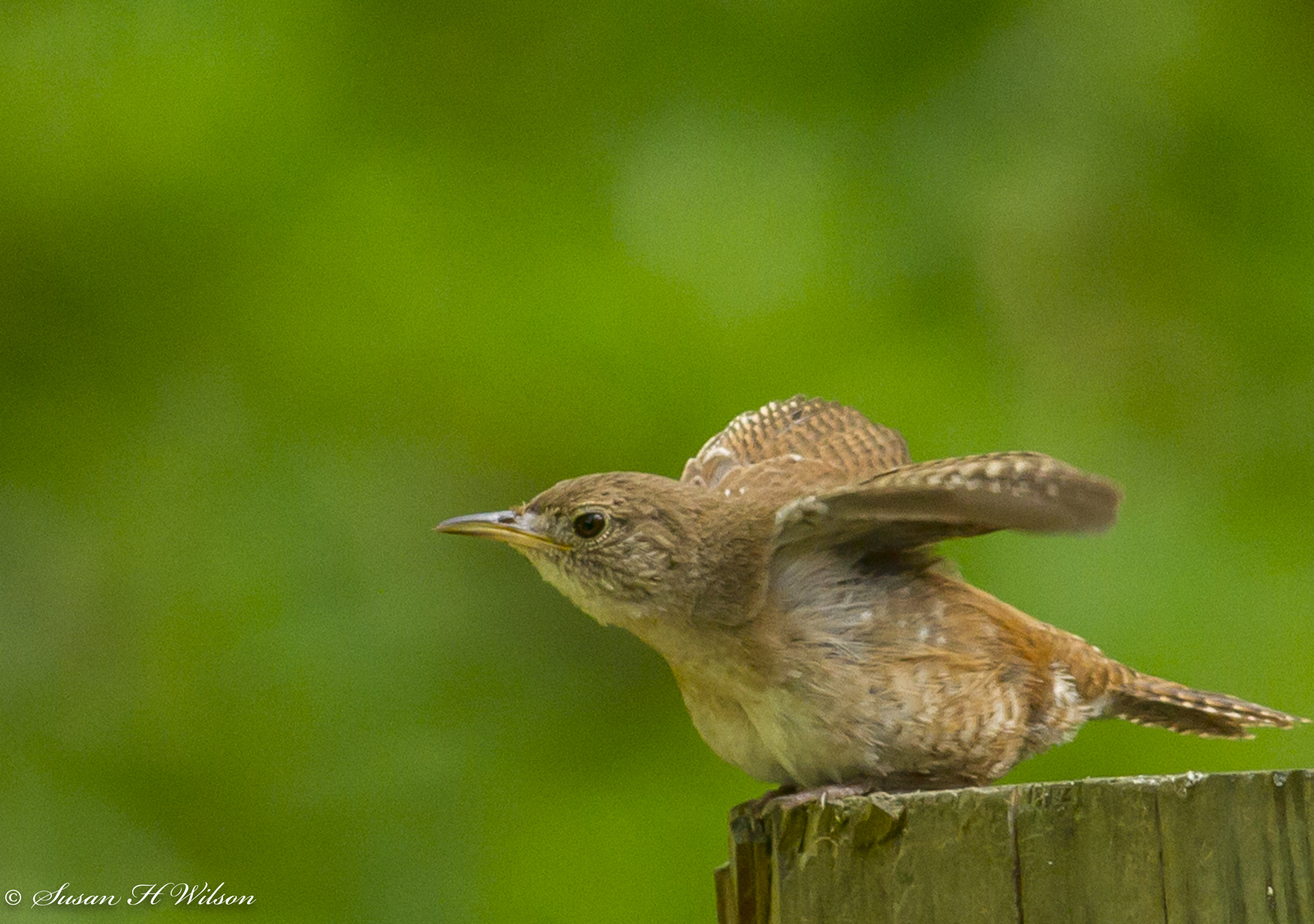 Canon EOS 7D + Canon EF 400mm F5.6L USM sample photo. Little brown wren photography