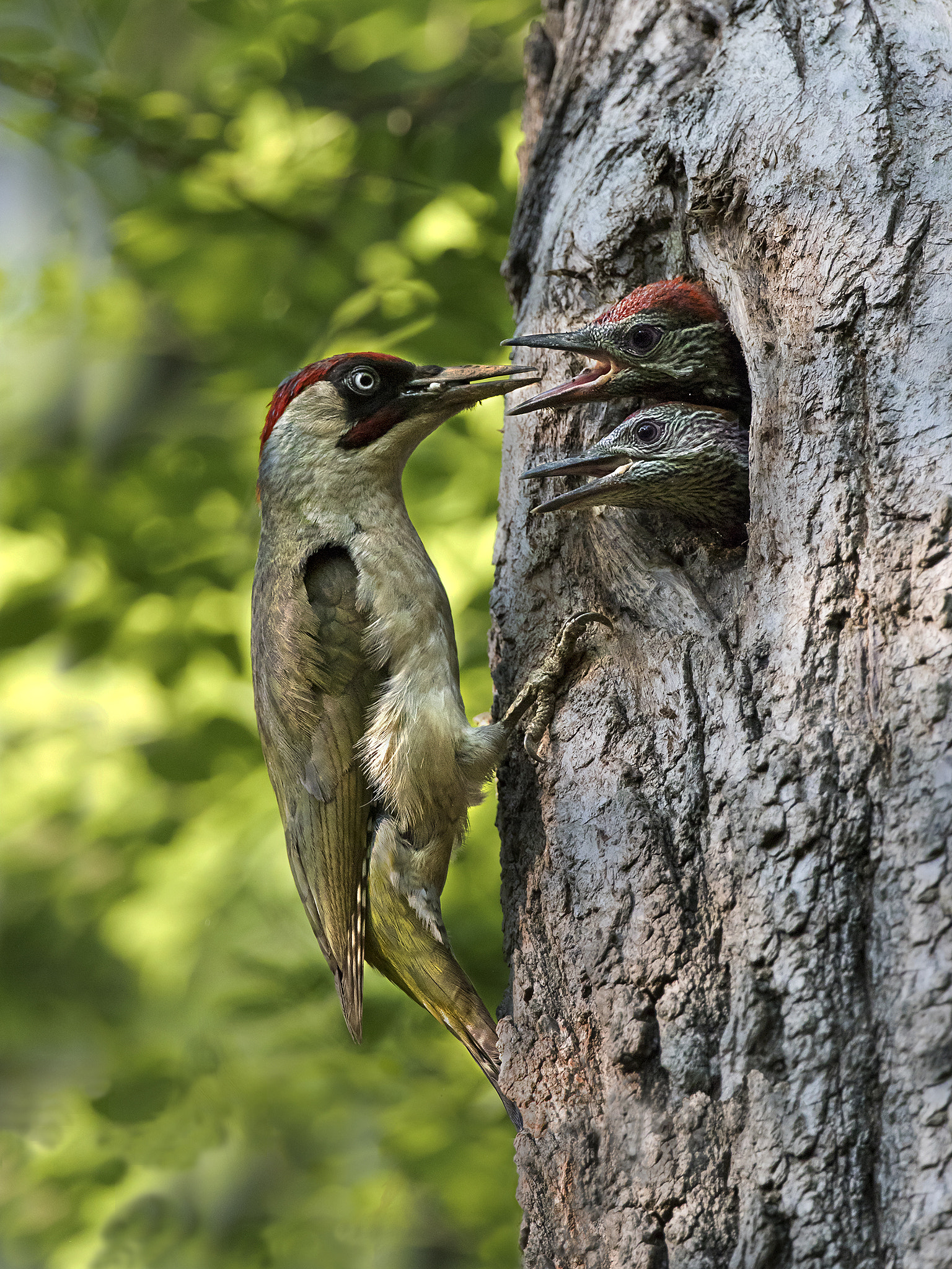 Canon EF 300mm F2.8L IS II USM sample photo. ....... photography