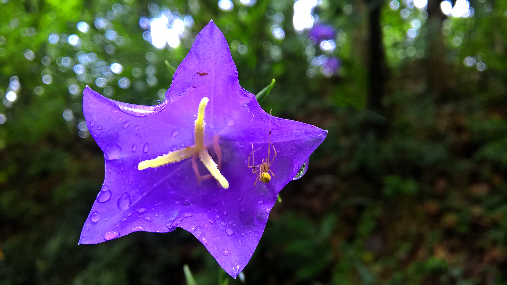 Microsoft Lumia 640 XL sample photo. Life after rain photography