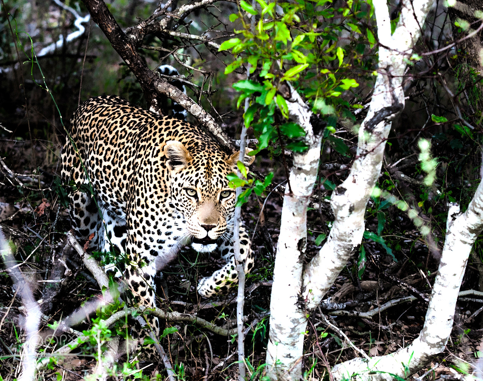 Canon EOS-1D Mark III sample photo. In the undergrowth photography