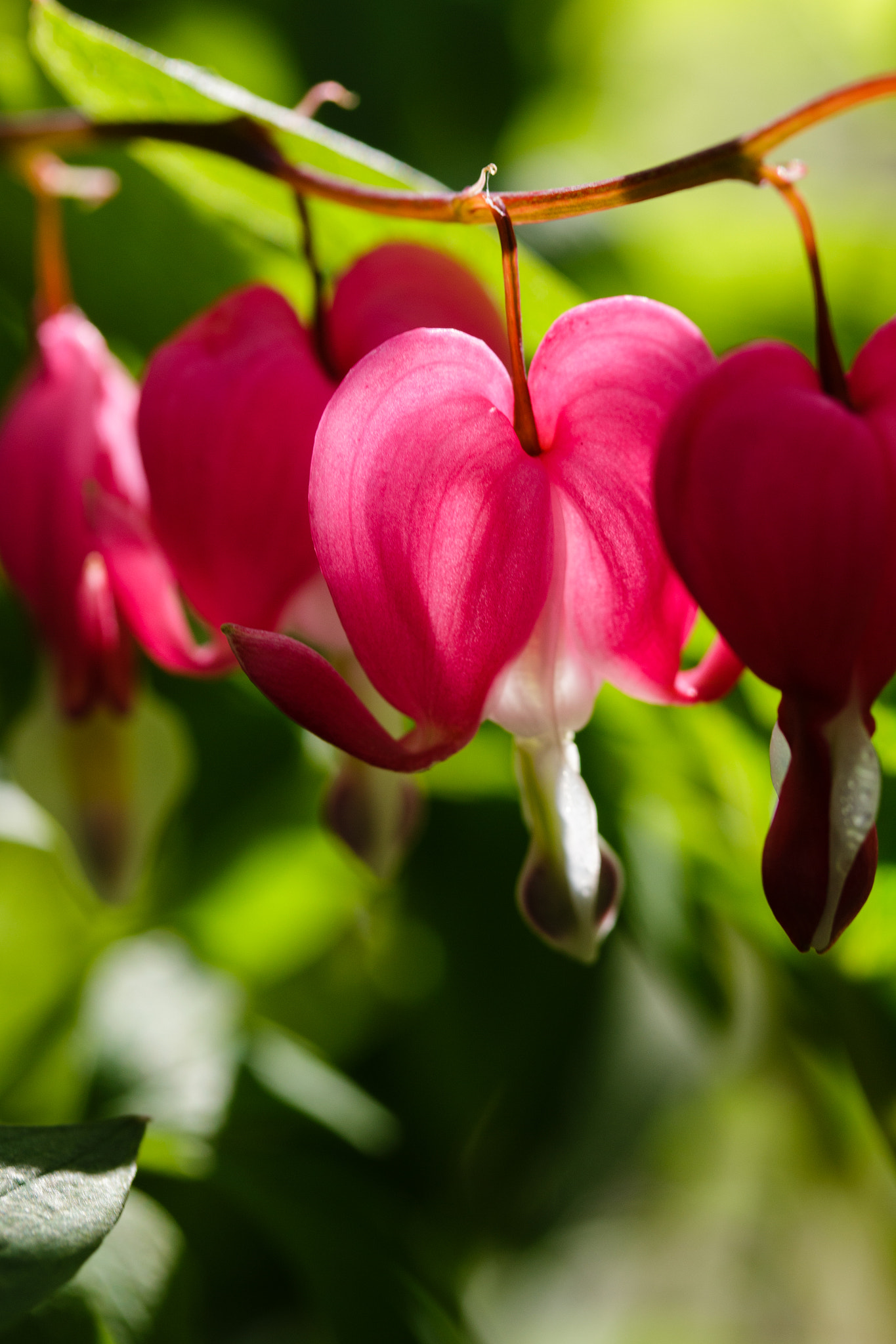 Canon EF-S 60mm F2.8 Macro USM sample photo. Pink hart photography