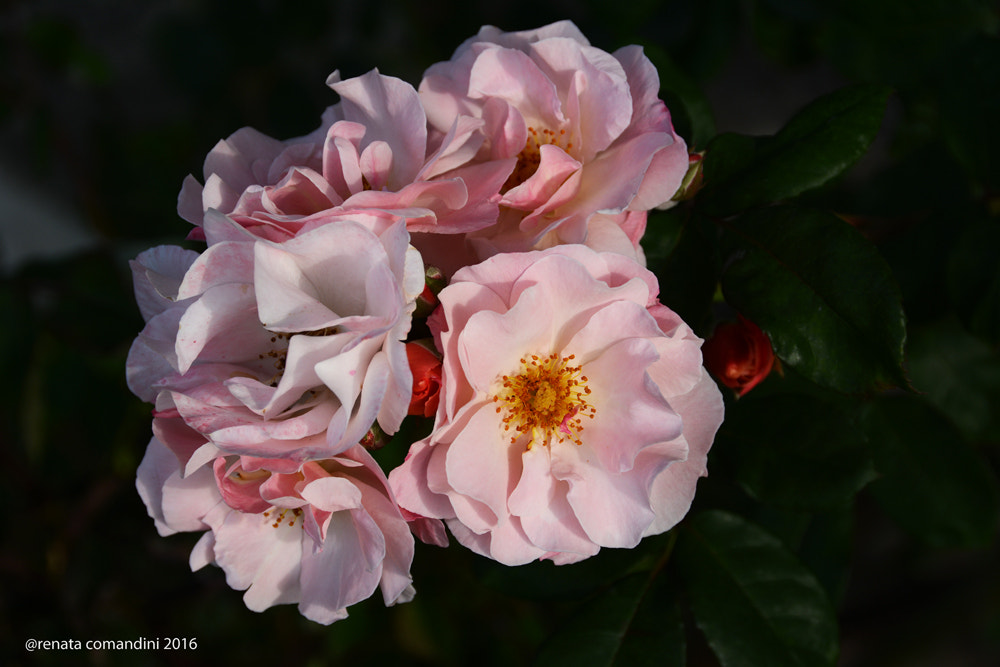 Nikon D5200 + Nikon AF Nikkor 20mm F2.8D sample photo. Rose rosa photography