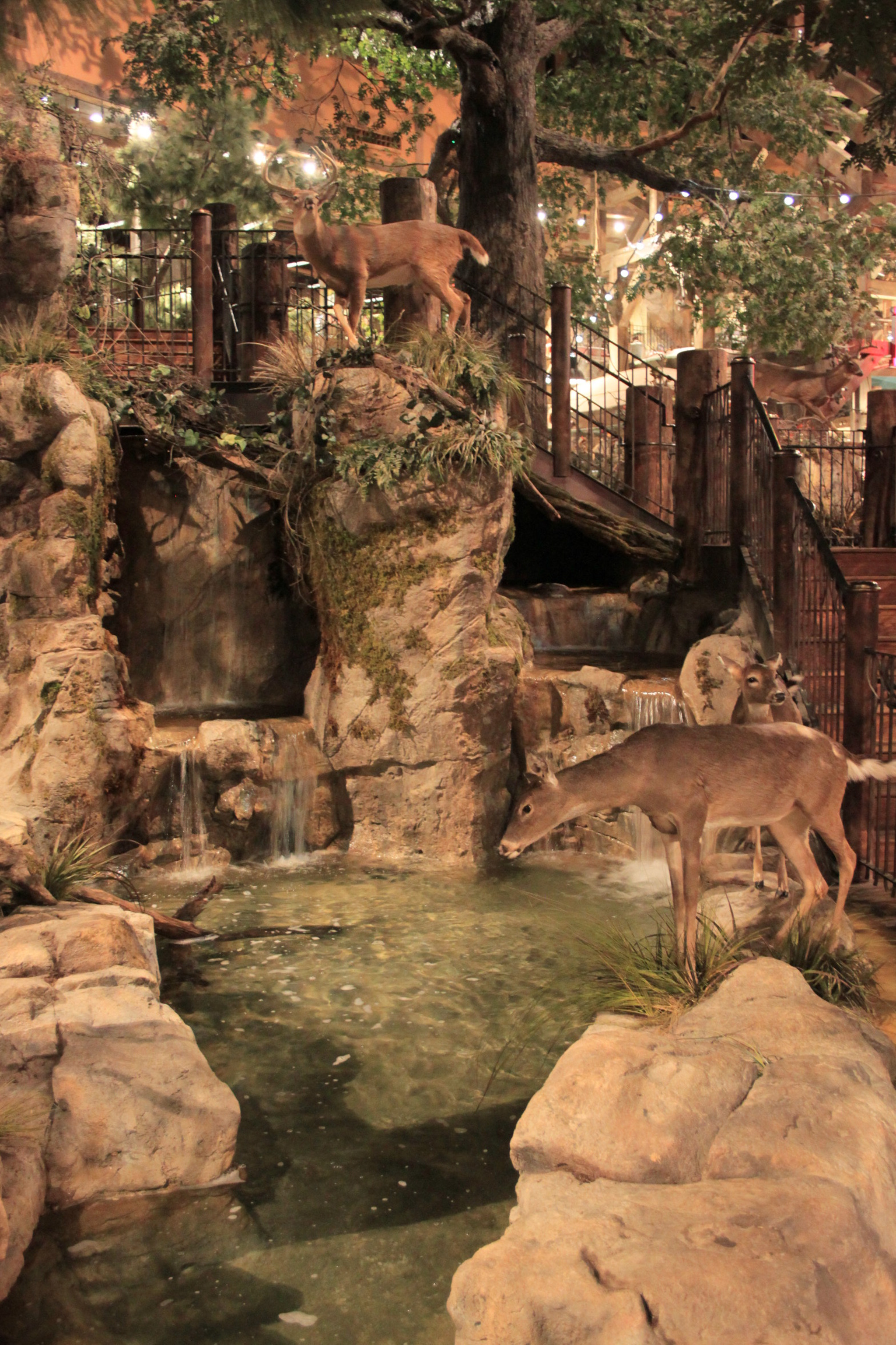 Canon EF-S 18-55mm F3.5-5.6 sample photo. Deers photography