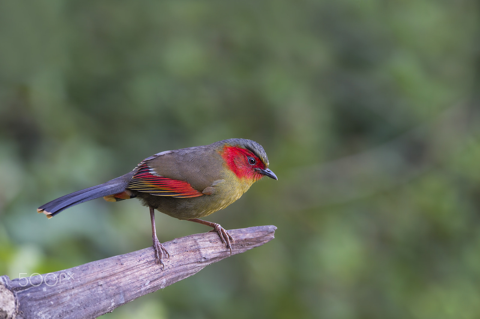 Nikon AF-S Nikkor 600mm F4E FL ED VR sample photo. Red-faced liocichla photography
