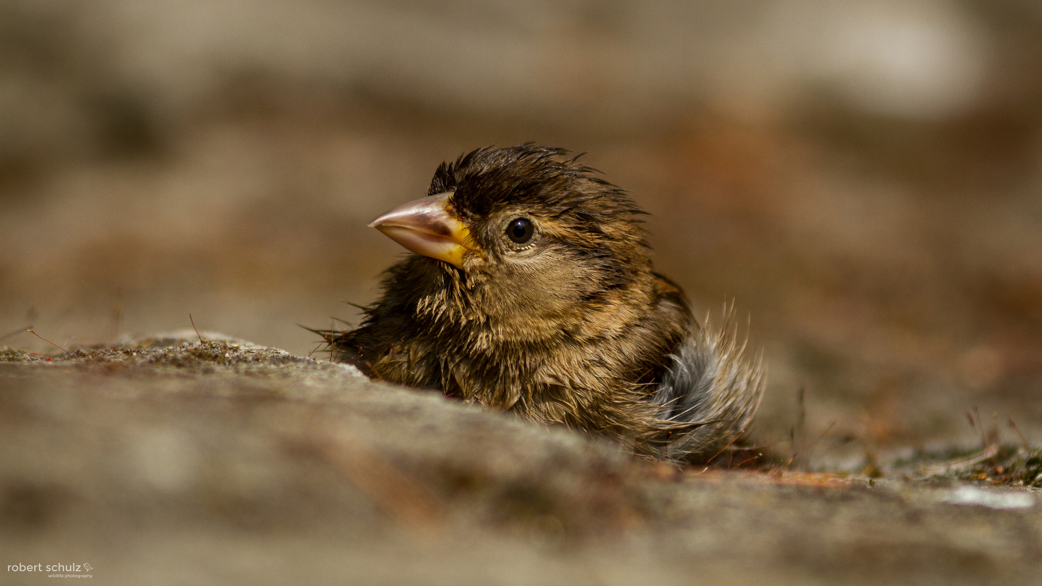 Canon EF 300mm F4L IS USM sample photo. Sparrow photography