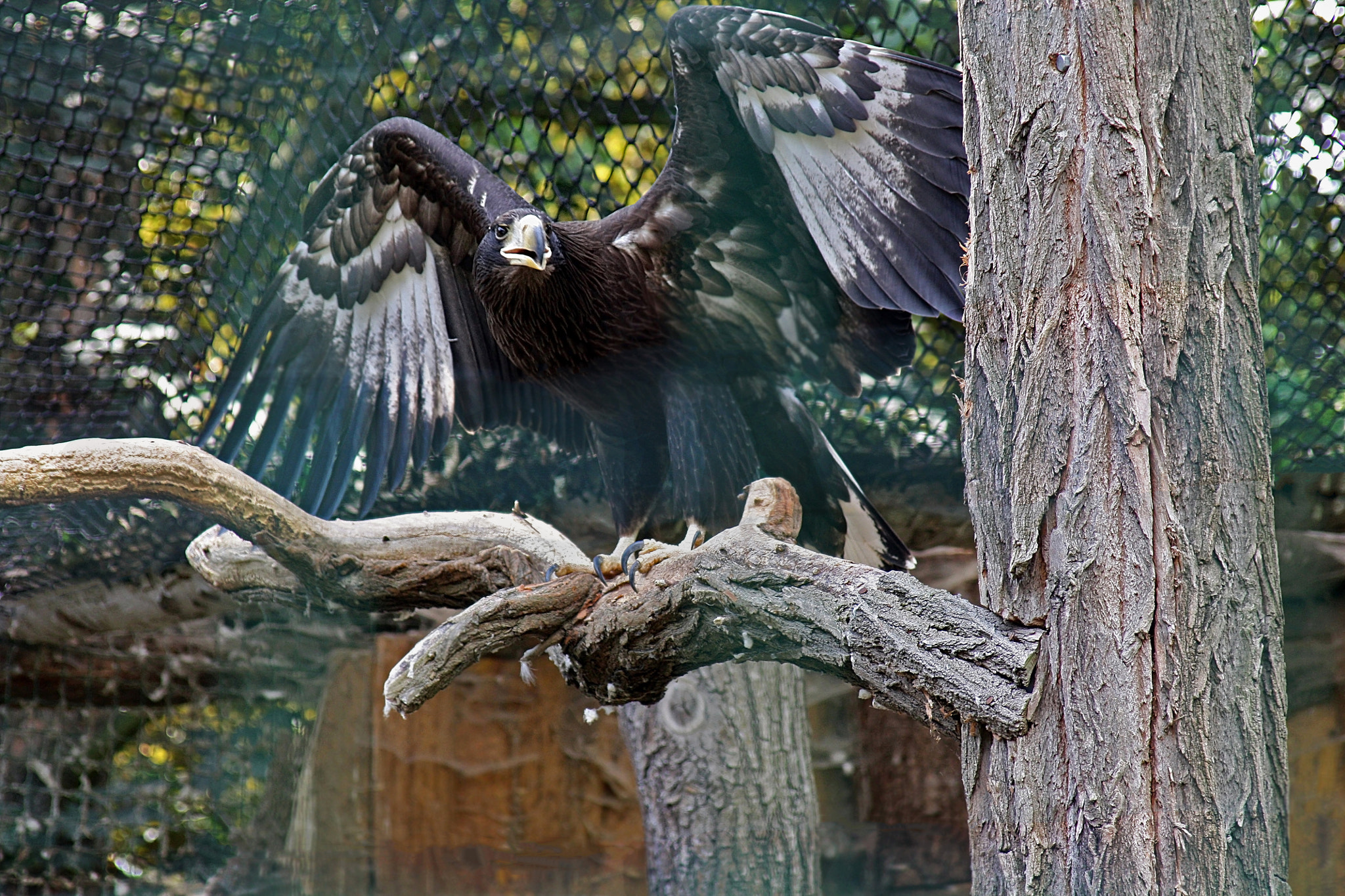 Canon EF 28-105mm f/3.5-4.5 USM sample photo. Eagle photography