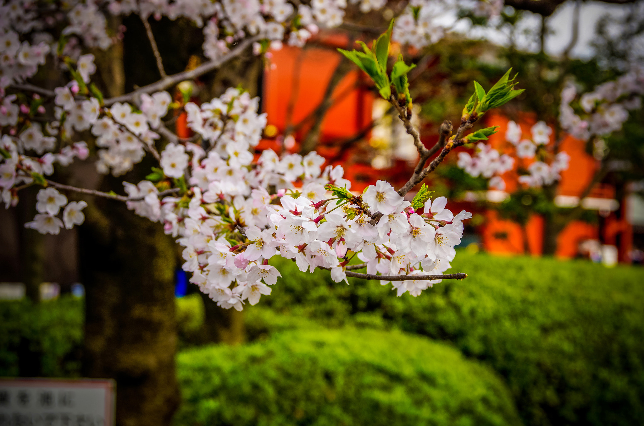 Sigma 17-70mm F2.8-4 DC Macro HSM sample photo. Spring in tokyo photography