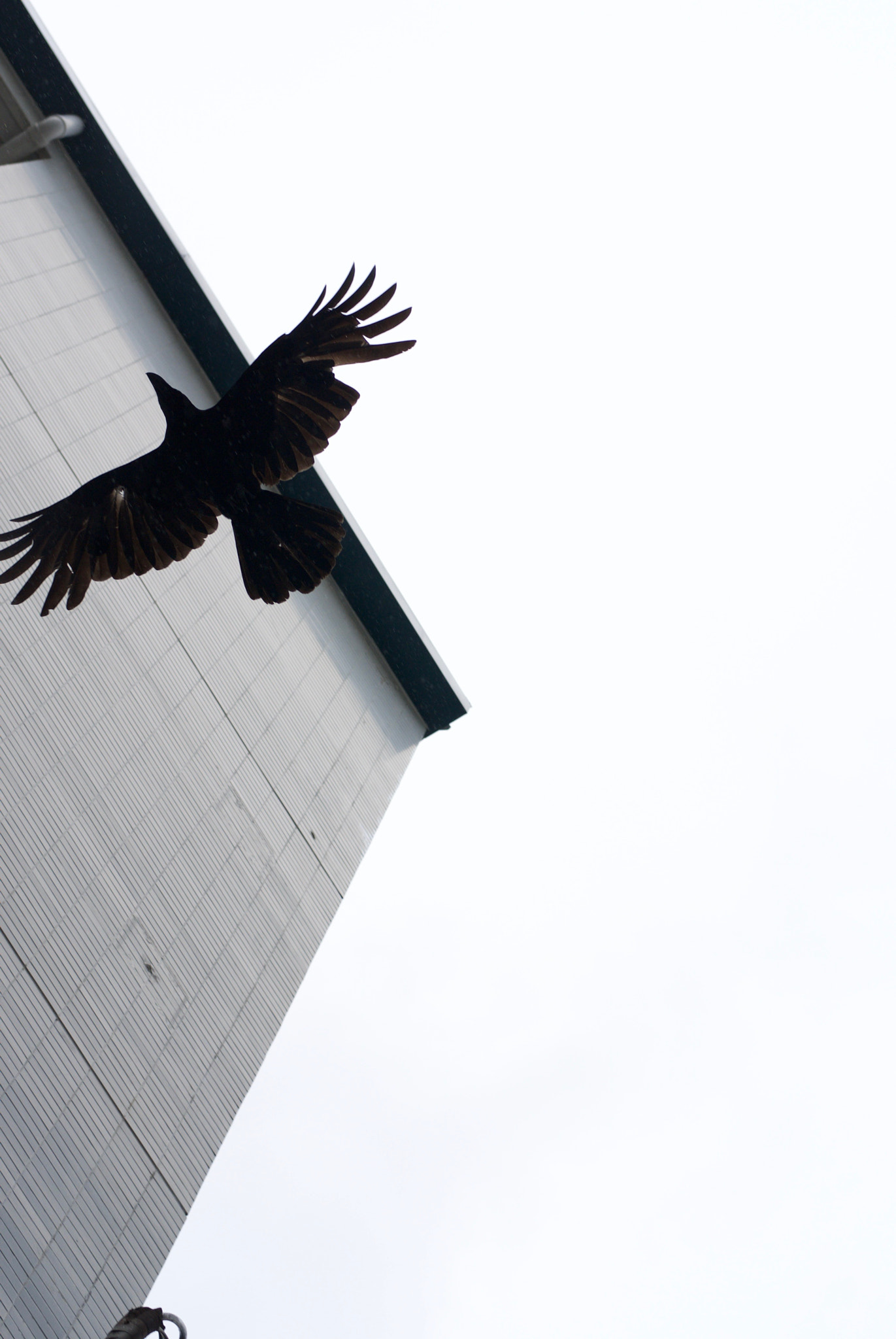 Nikon 1 Nikkor 32mm F1.2 sample photo. Sky, kabukicho photography