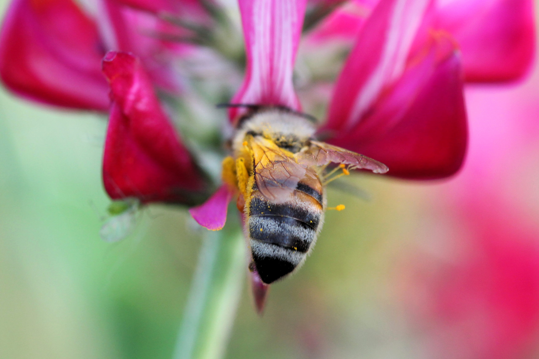 Canon EF 100mm F2.8 Macro USM sample photo. Bee and a flower photography
