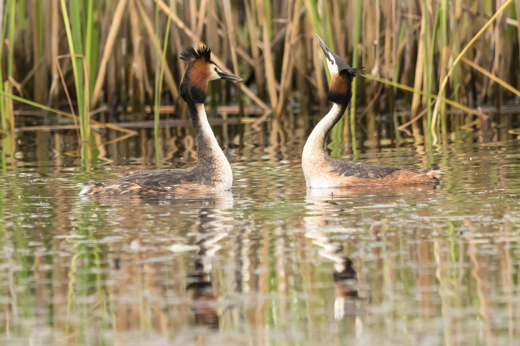 Sigma 150-600mm F5-6.3 DG OS HSM | S sample photo. Will you ??? photography