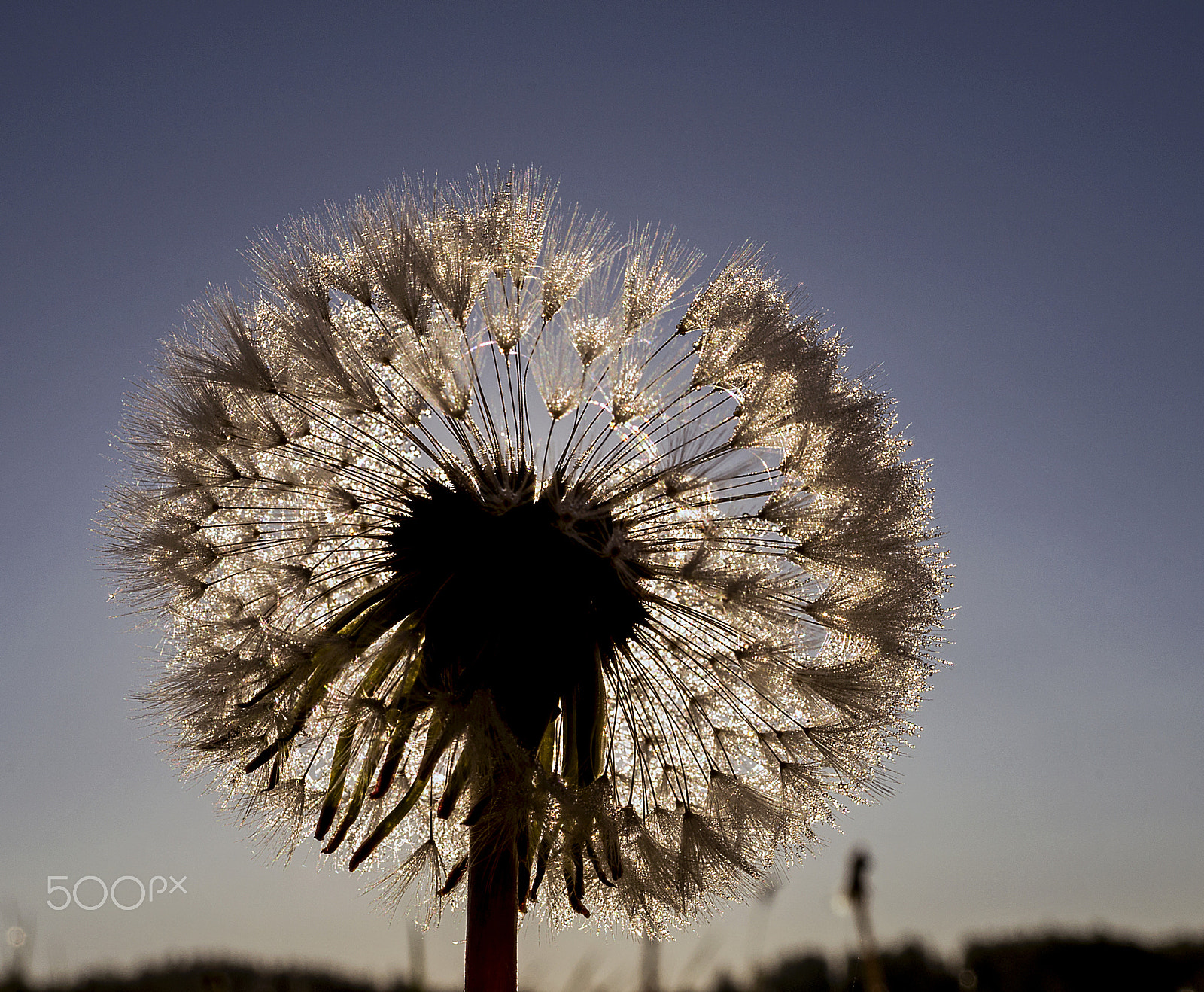 Sony DT 30mm F2.8 Macro SAM sample photo. Dandelion photography