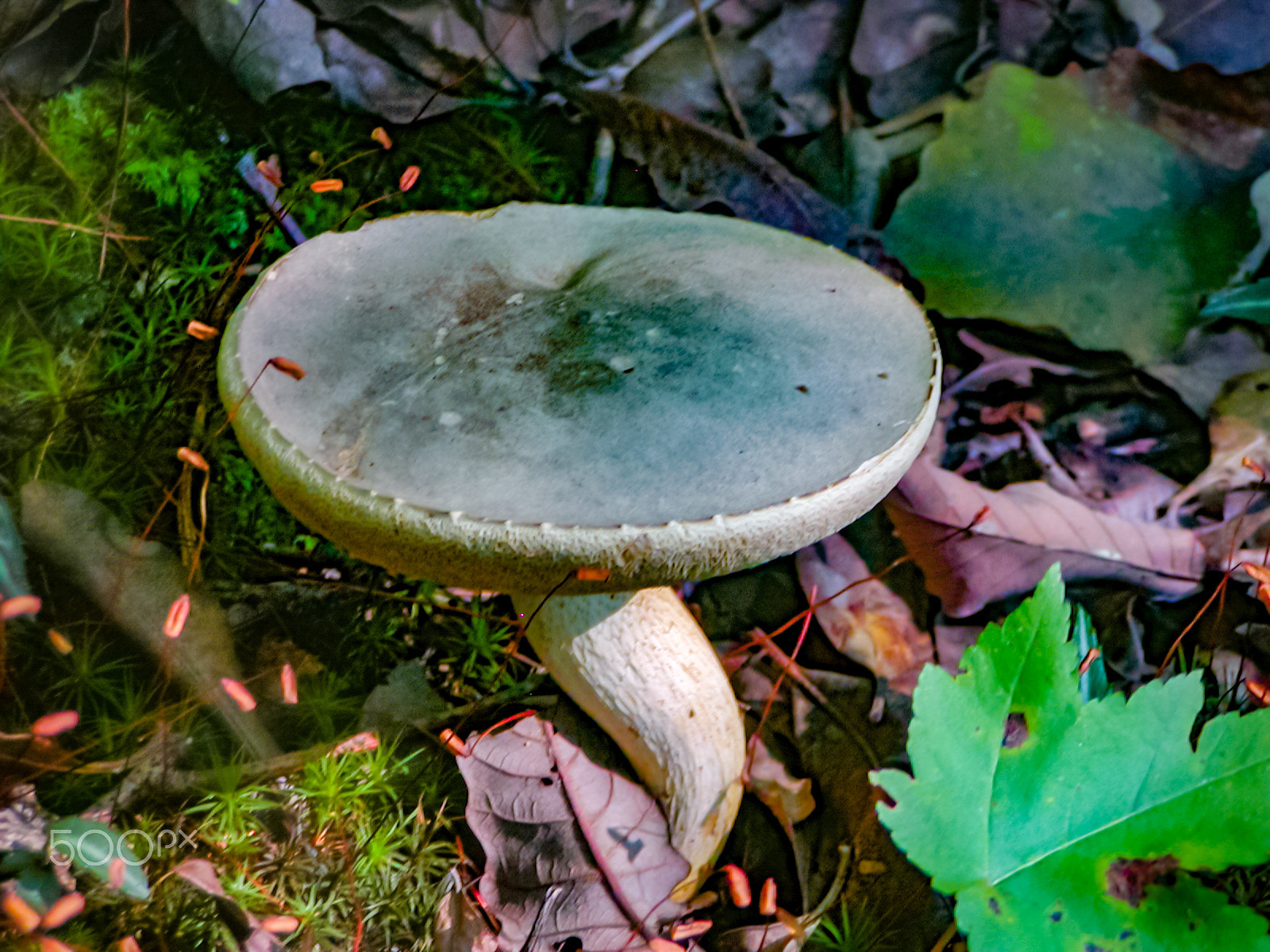 Olympus C700UZ sample photo. A wild mushroom photography