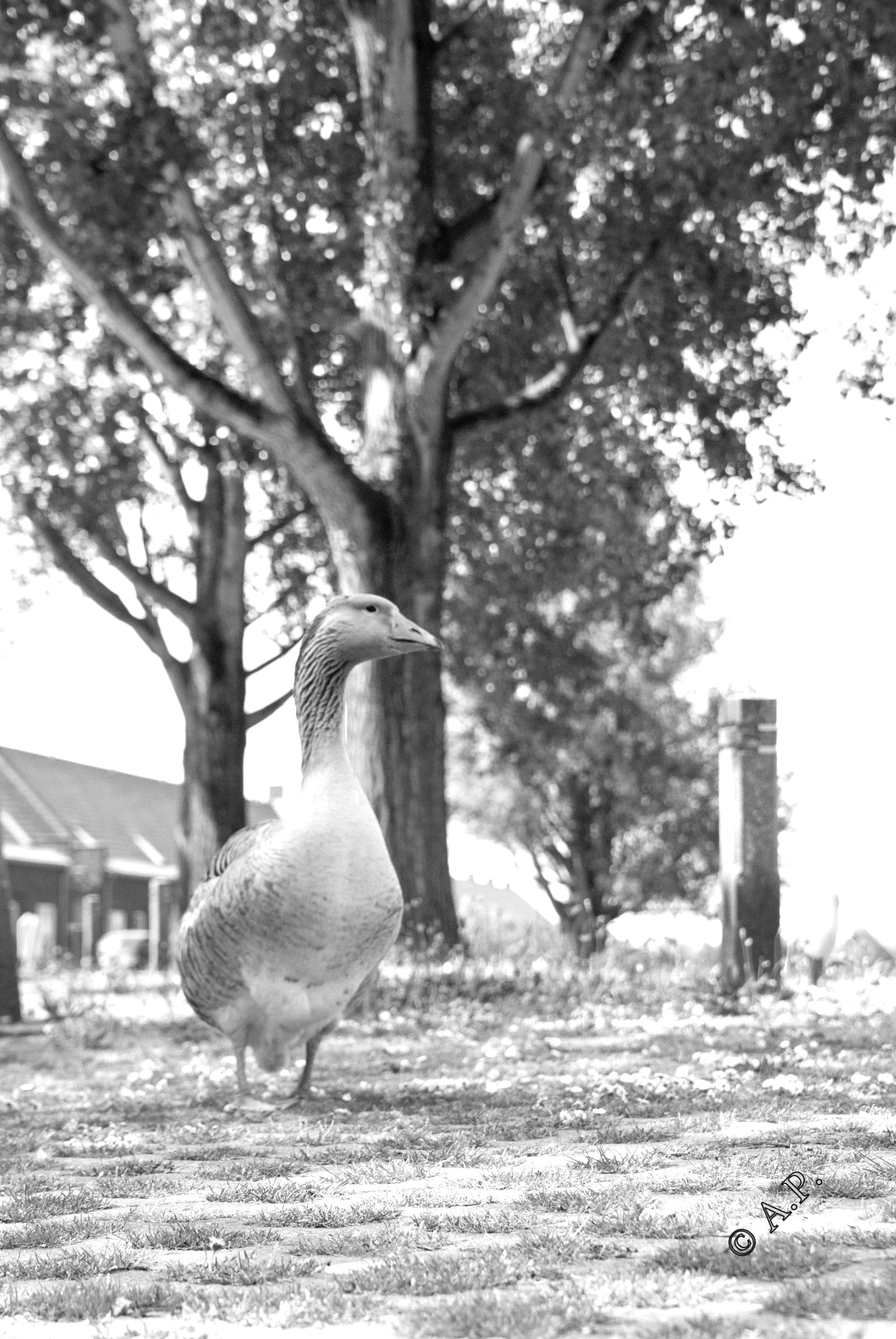 Nikon D200 + Sigma 18-50mm F2.8 EX DC sample photo. Goose walking photography