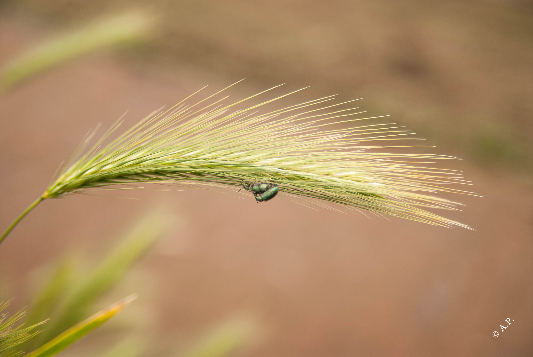 Sigma 18-50mm F2.8 EX DC sample photo. Look what i found photography