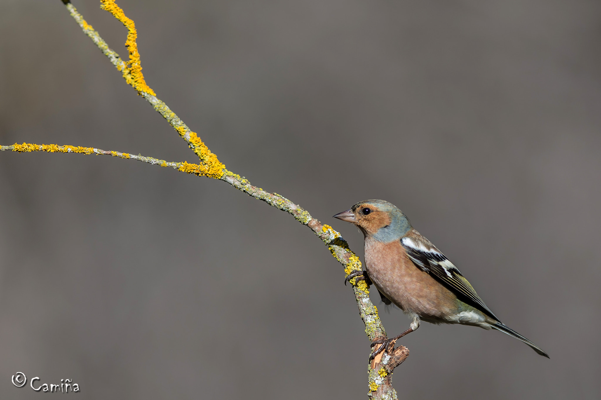 Canon EF 300mm F2.8L IS USM sample photo