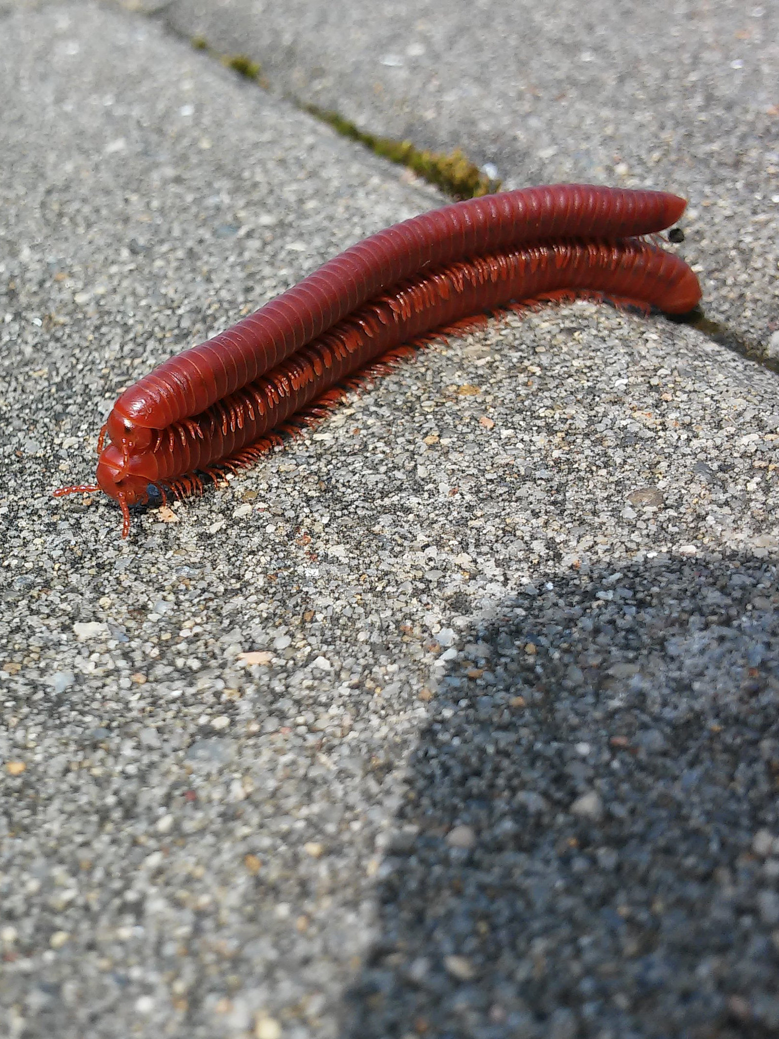 LG G2 MINI sample photo. Eukonkanto photography