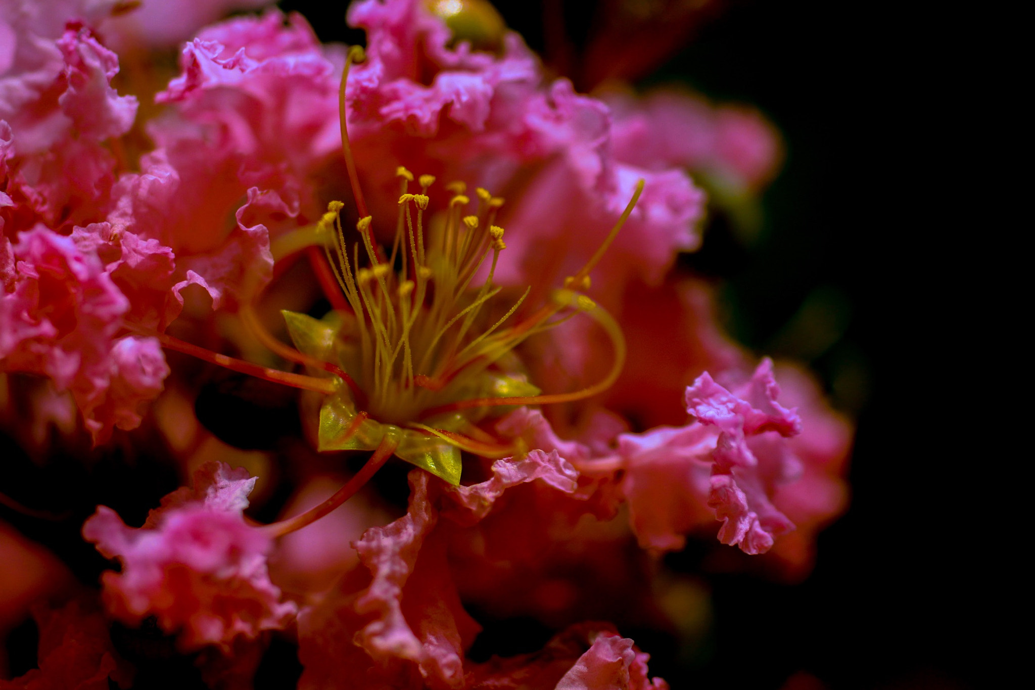 Canon EOS 700D (EOS Rebel T5i / EOS Kiss X7i) sample photo. 花弁 photography