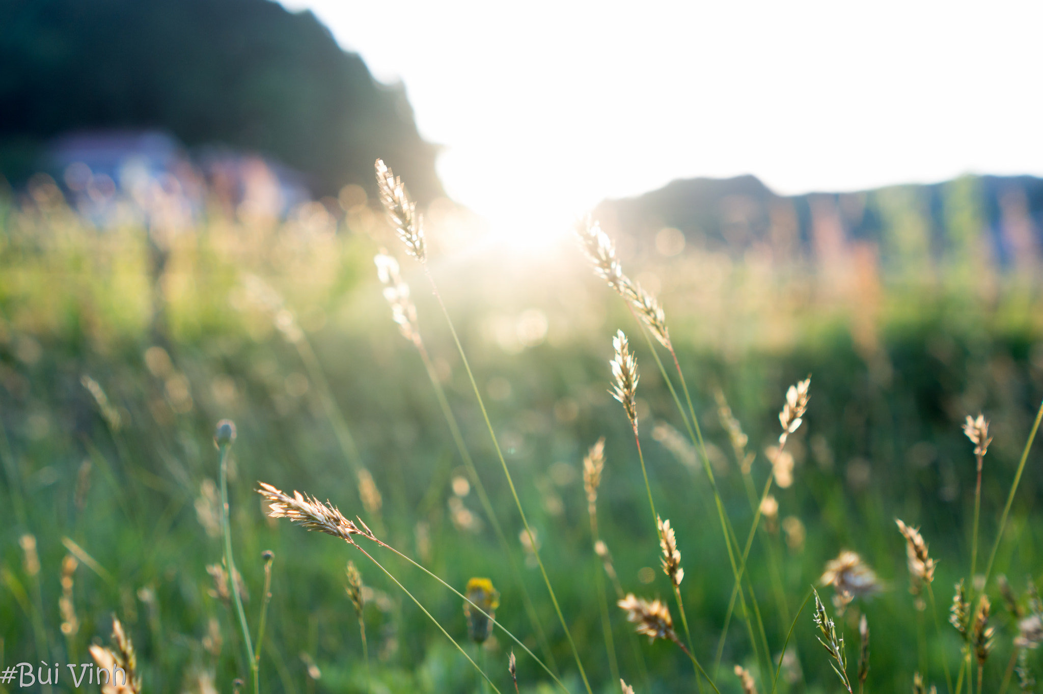 Sony Alpha NEX-5 + Minolta AF 28mm F2 sample photo. Fountain grass brighten with dewdrops at sunset. photography