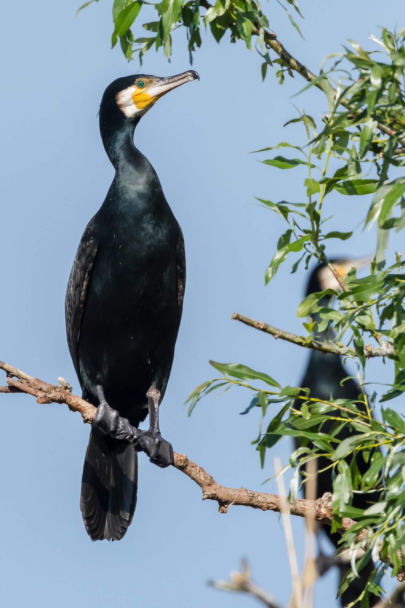 Sigma 150-600mm F5-6.3 DG OS HSM | S sample photo. Black cormorant photography