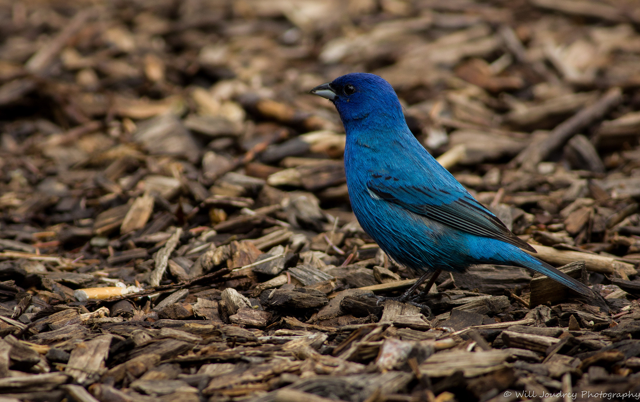 Canon EOS 550D (EOS Rebel T2i / EOS Kiss X4) + Canon EF 400mm F5.6L USM sample photo. Indigo bunting                     _mg_6658.jpg photography