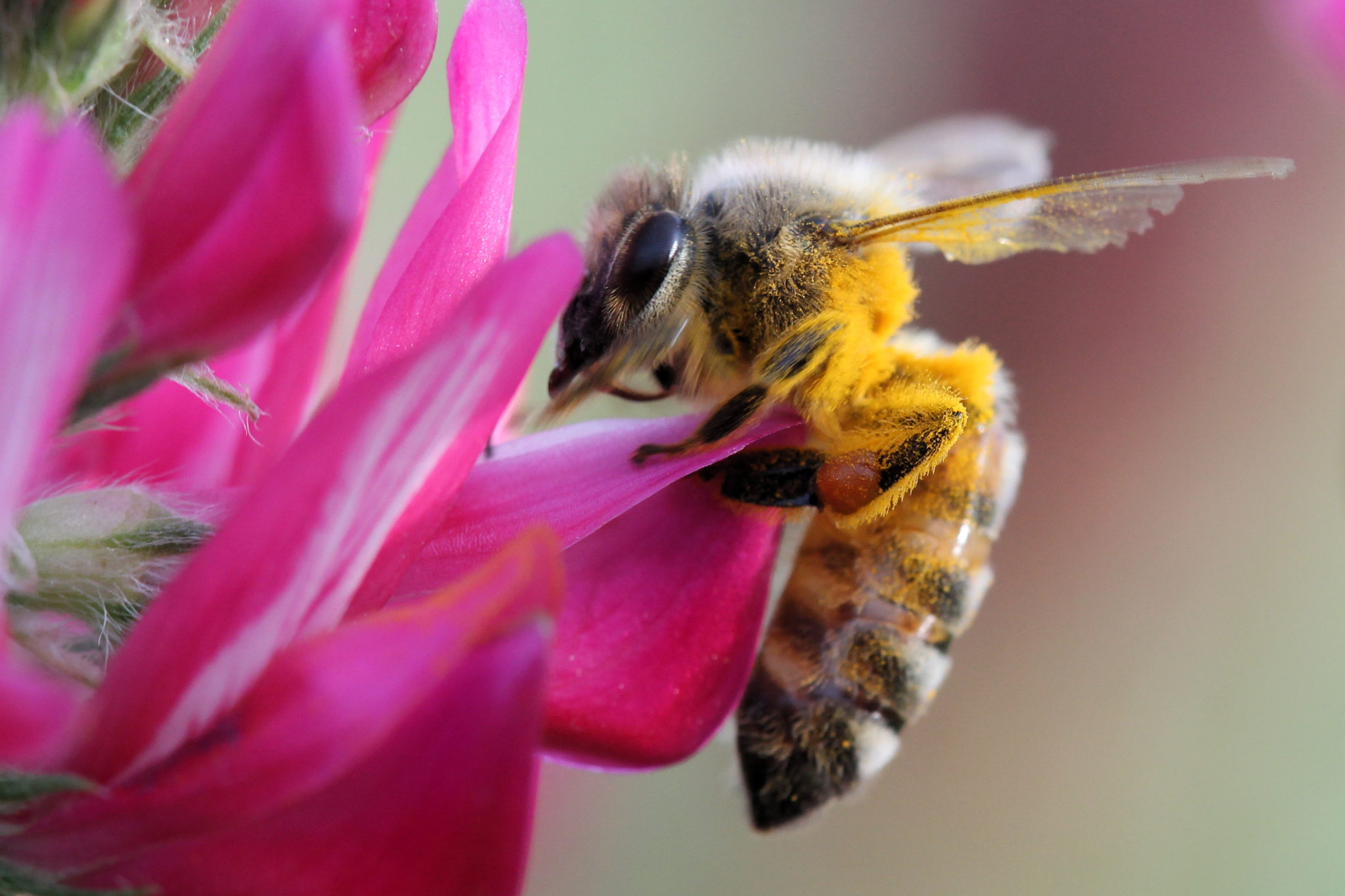 Canon EF 100mm F2.8 Macro USM sample photo. Like a diva photography