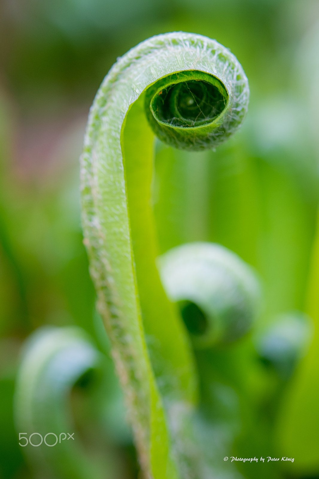 Fujifilm X-M1 + Fujifilm XF 60mm F2.4 R Macro sample photo. Green photography