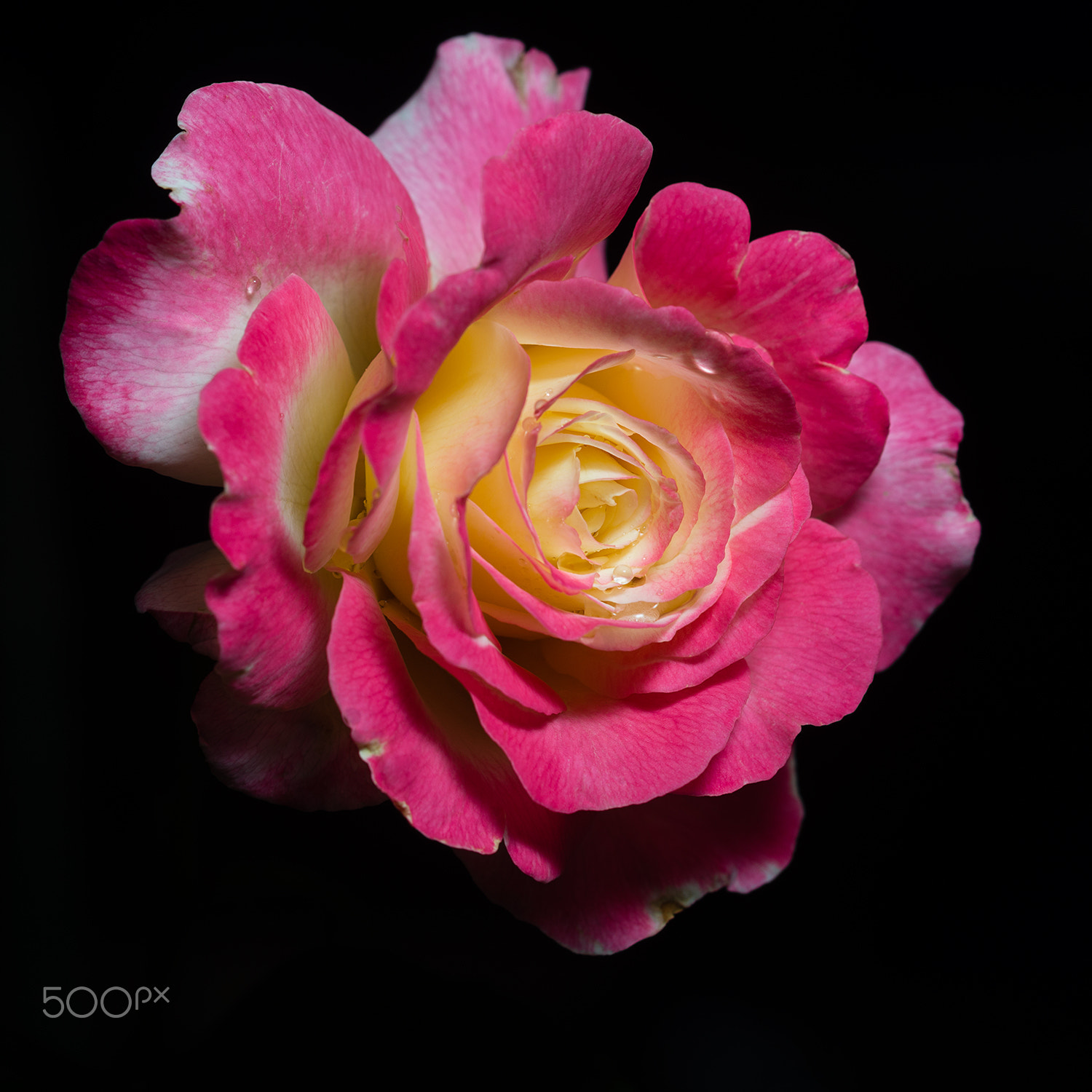 Sony a99 II + Sony 100mm F2.8 Macro sample photo. Double delight rose photography